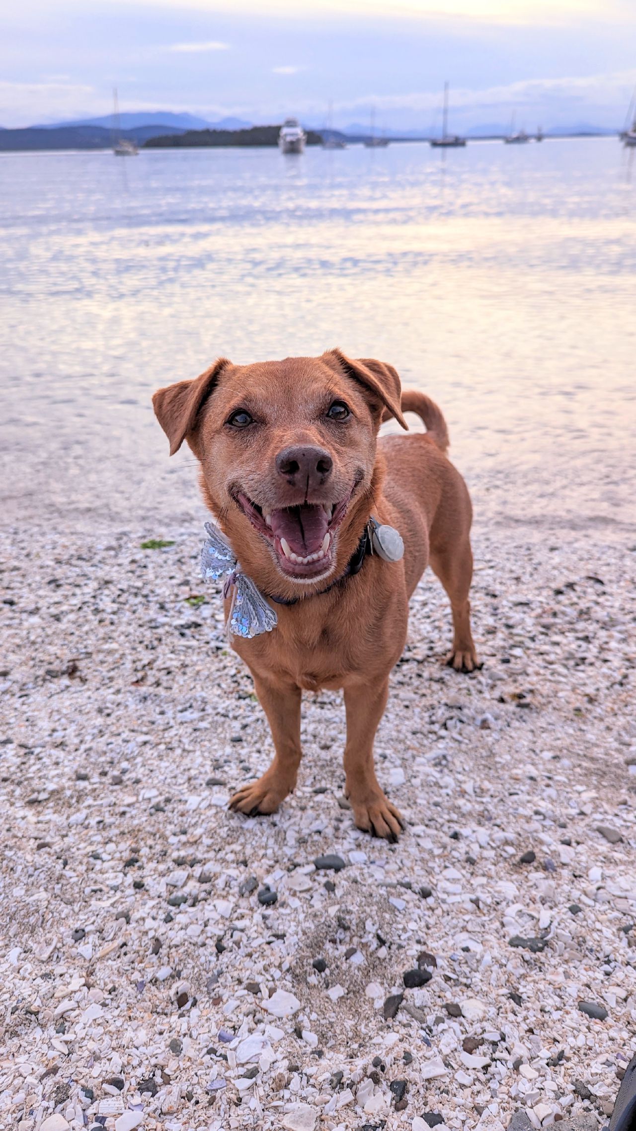 Maui the ship dog