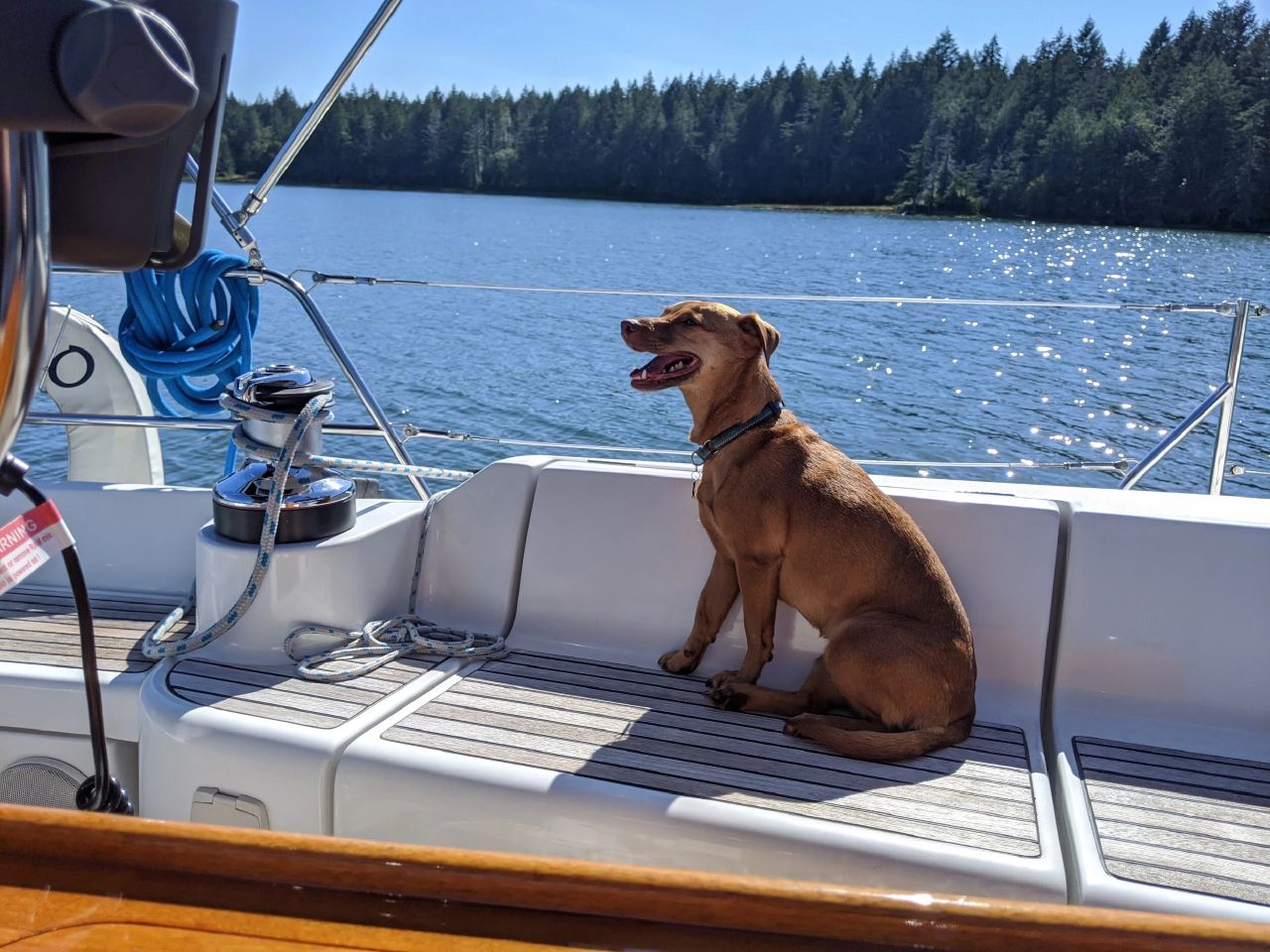 Maui the dog on the boat