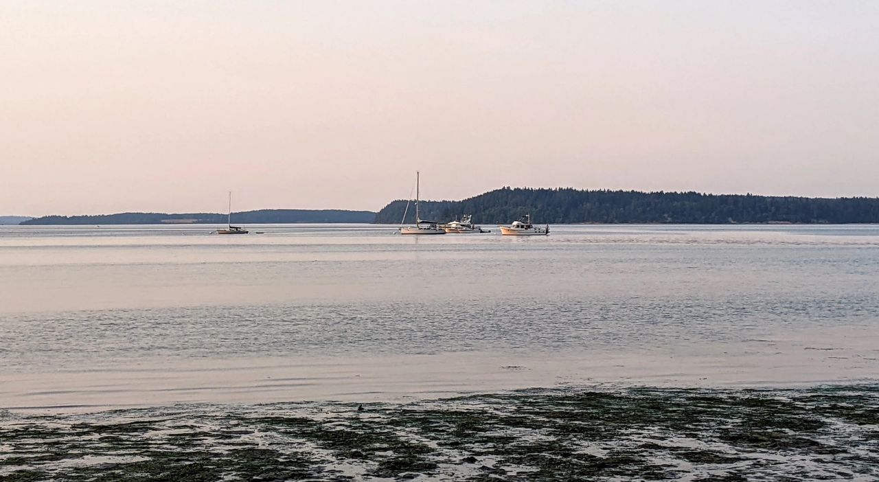 Shoreline wildlife at Tolmie