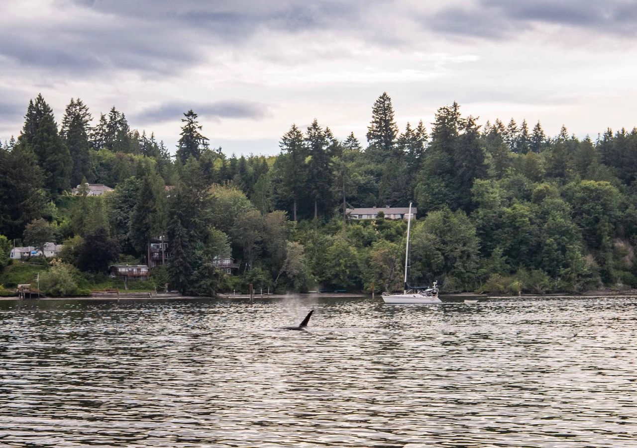 Orca close to our boat