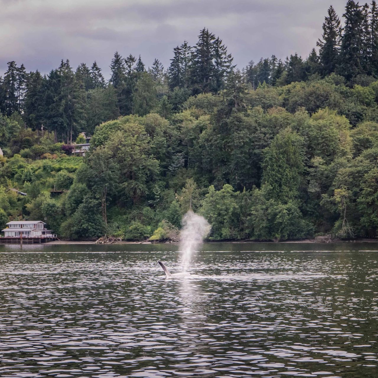 Orca surfacing