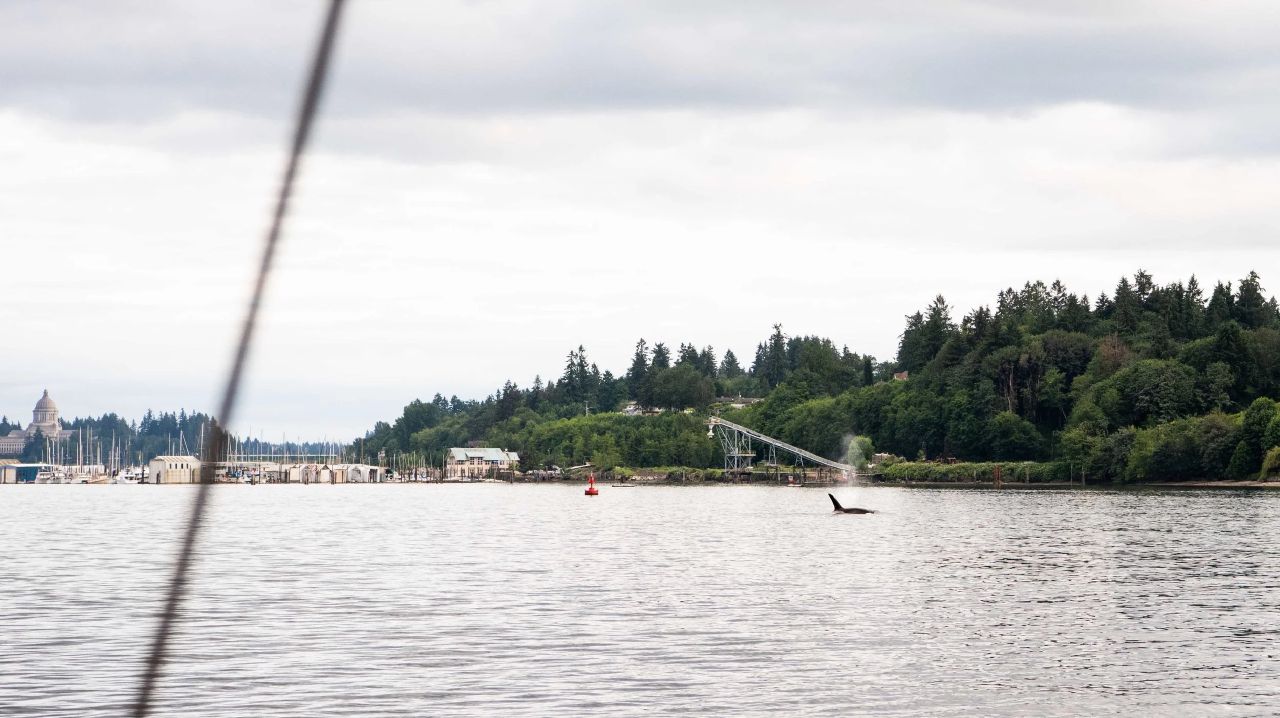 Orca in Budd Inlet