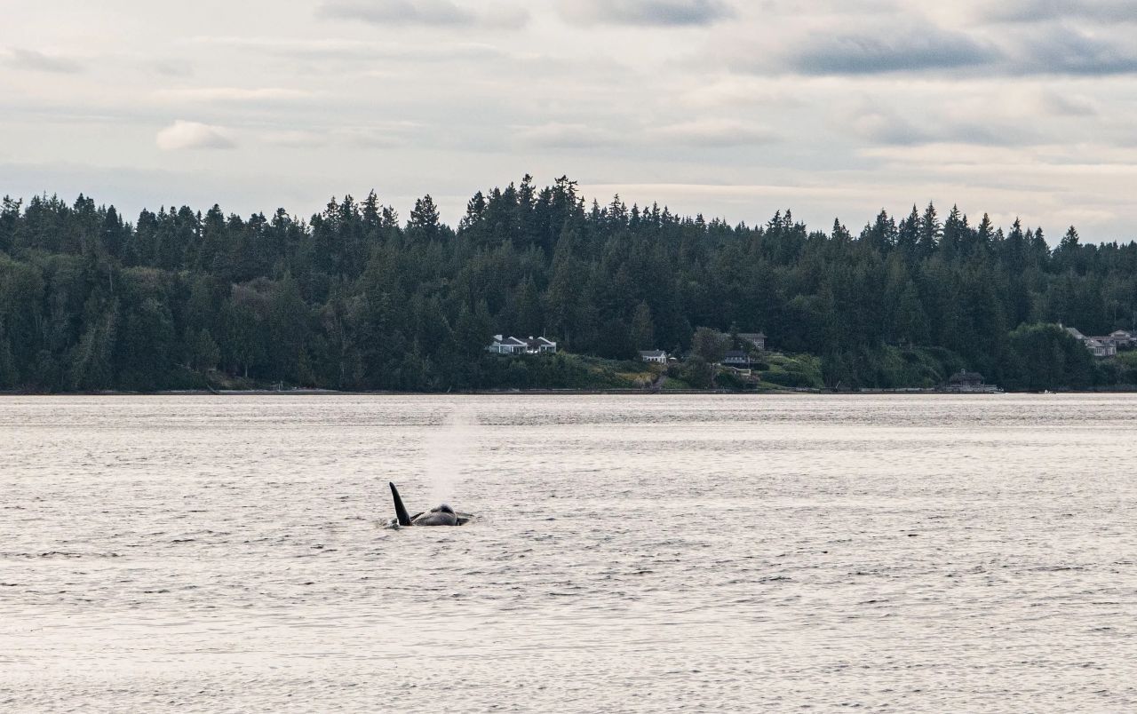 Orca breathing