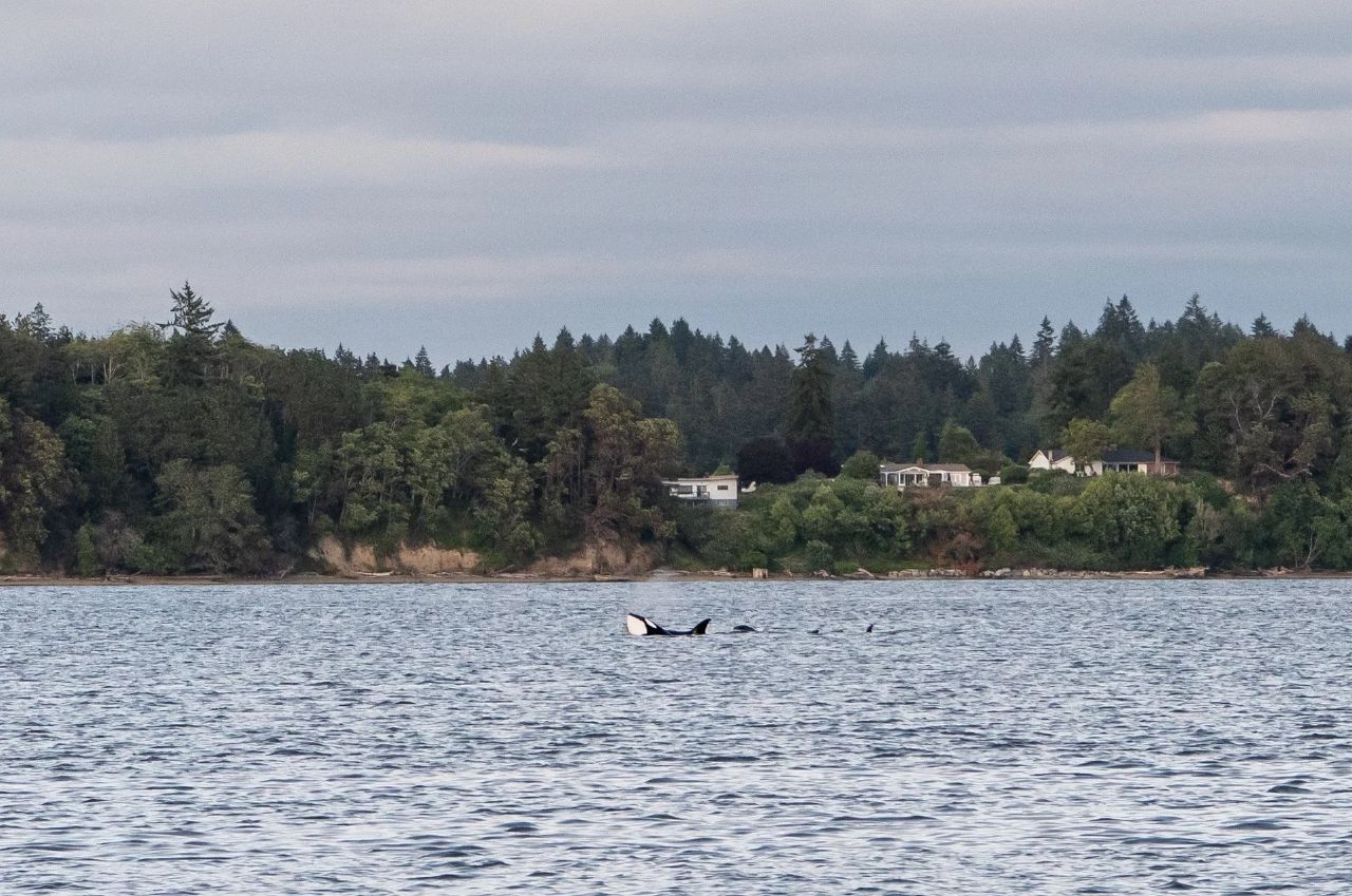 Orca in the distance