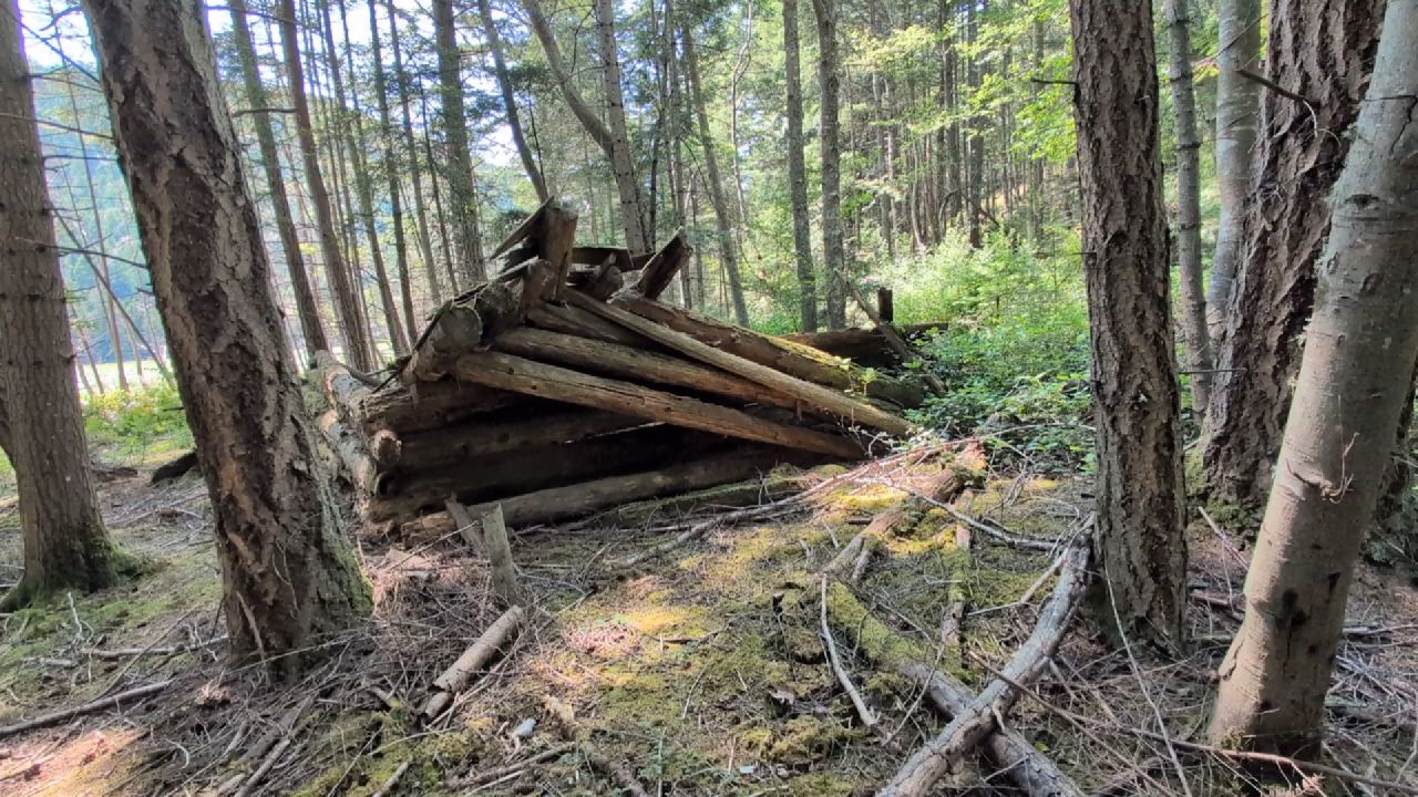 Remains of Zoe Hardy’s collapsed log cabin in the forest on Cypress Island