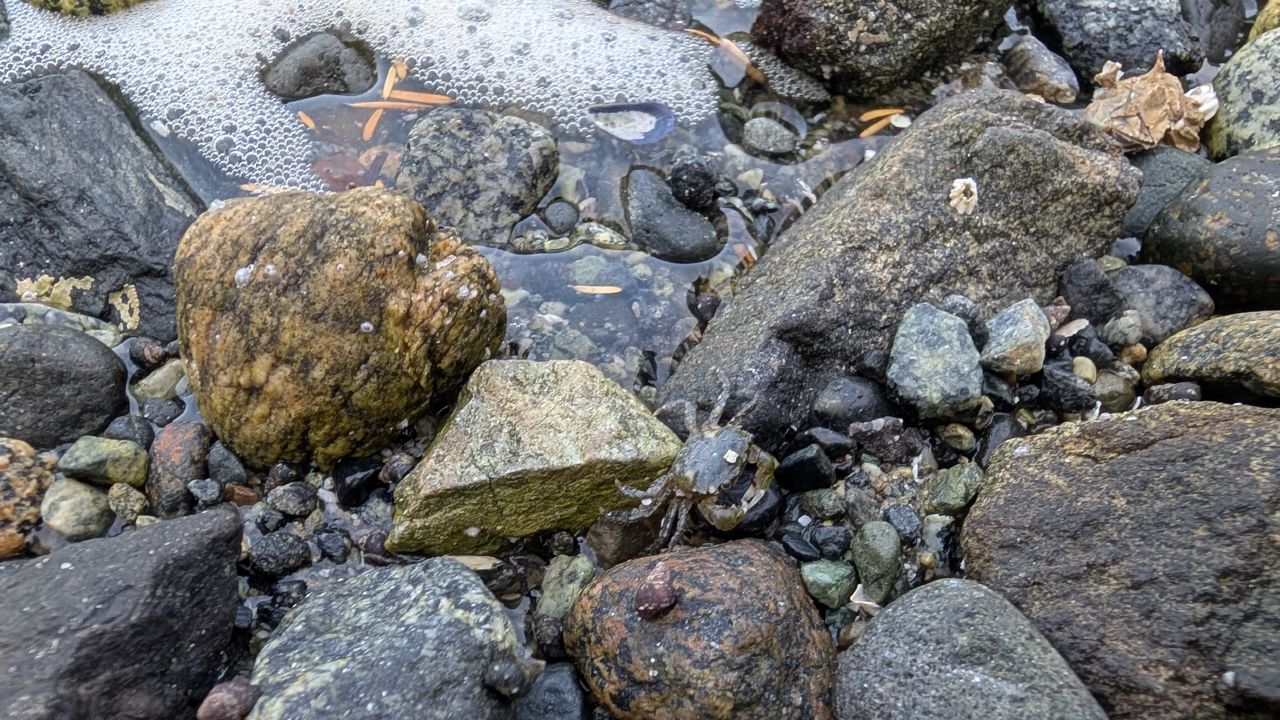 Close-up of moss-covered rocks in a tide pool at the beach on Forward Harbour