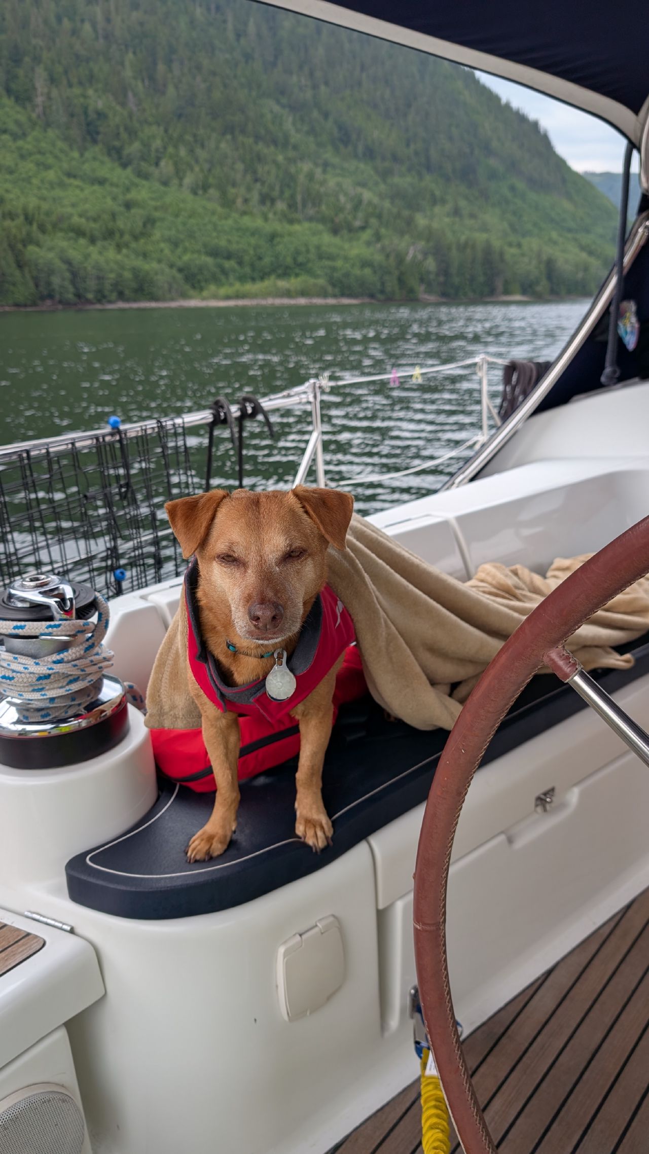 Maui the dog wearing her red jacket sitting in the cockpit during the Johnstone Strait passage
