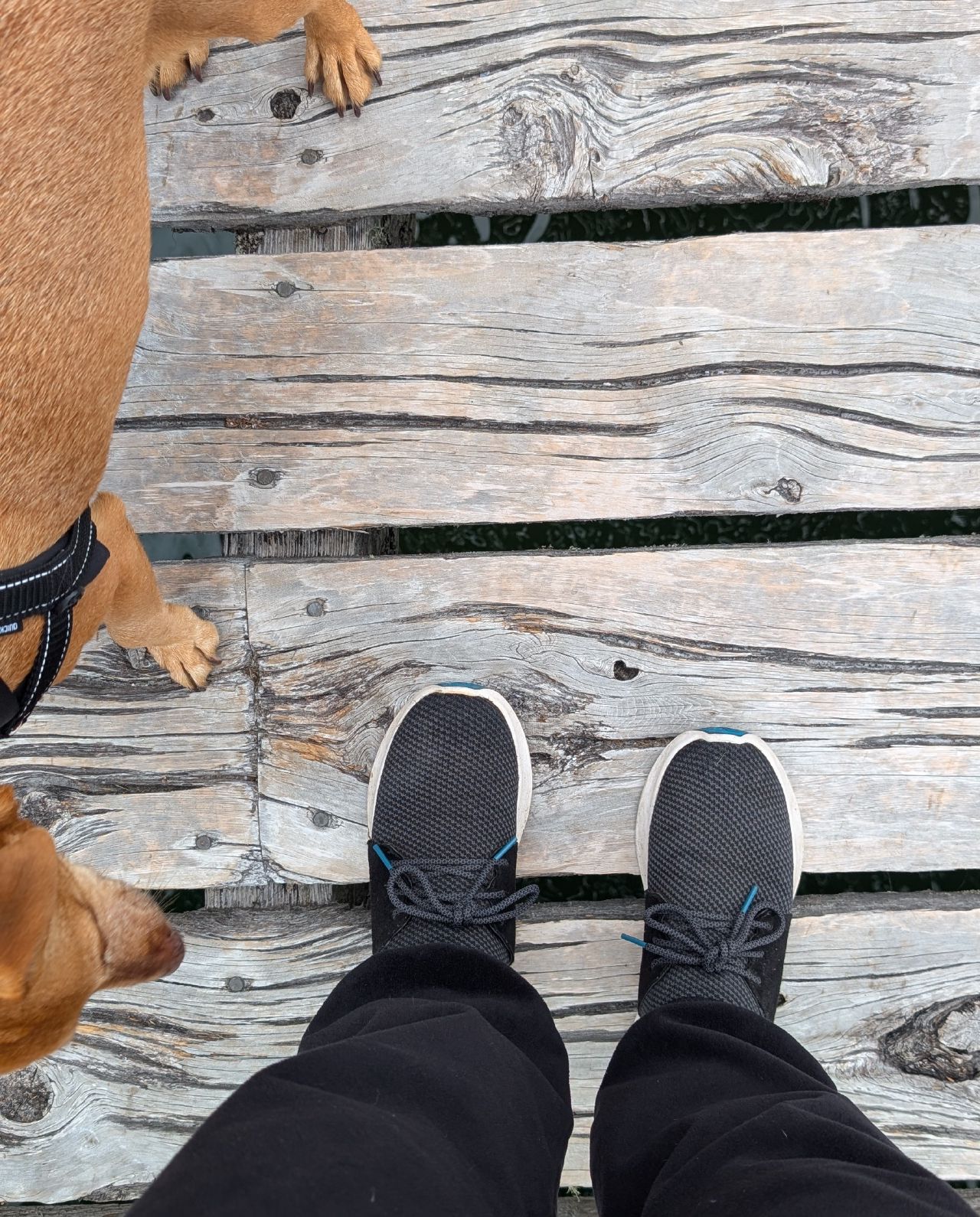 Maui’s paws and Rachel’s feet standing together on the weathered dock at Lagoon Cove