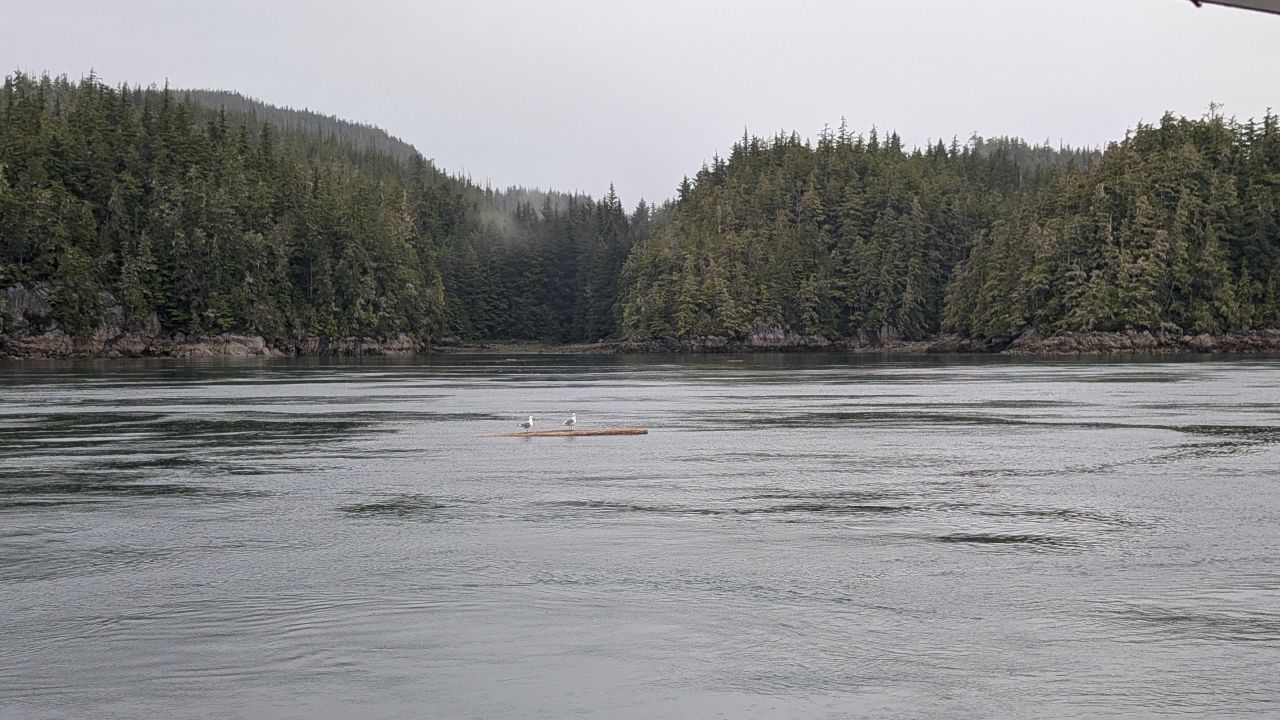 Seagulls perched on a floating log with forested coastline in the Broughtons