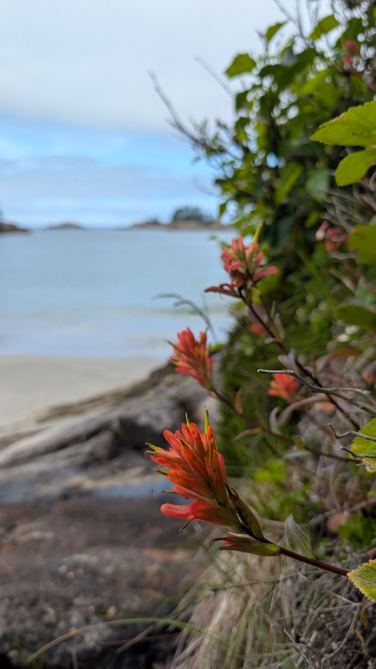 Wild Indian paintbrush flowers blooming along the coastal trail near Pruth Bay