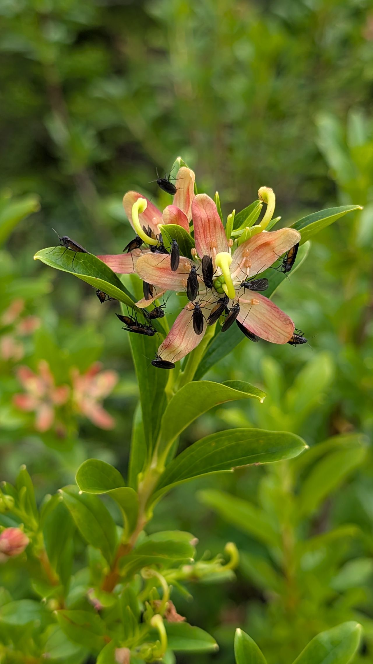 Insects gathered on a wild honeysuckle flower along the forest trail