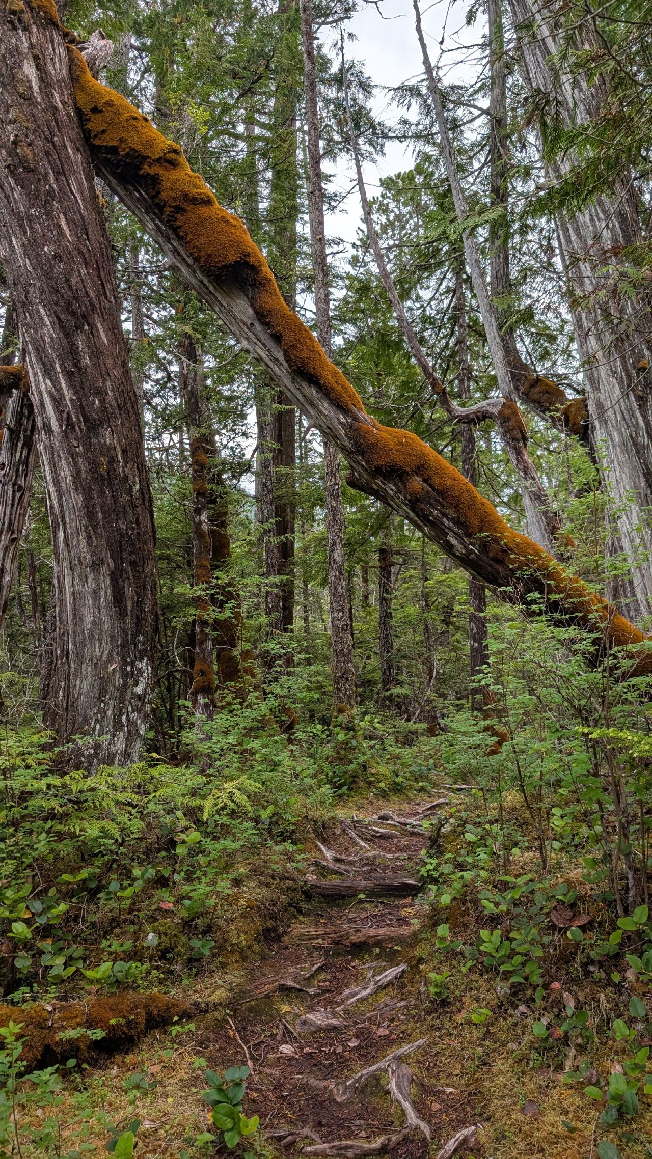 Moss-covered fallen tree arching over the forest hiking trail near Codville Lagoon