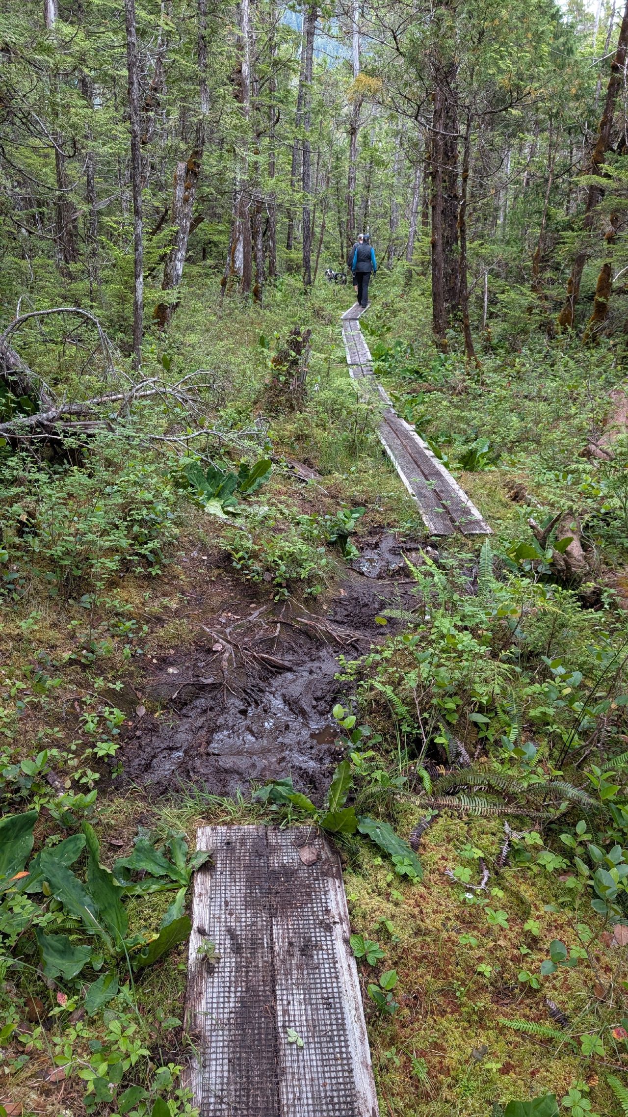 Narrow boardwalk trail winding through a muddy mossy forest near Codville Lagoon