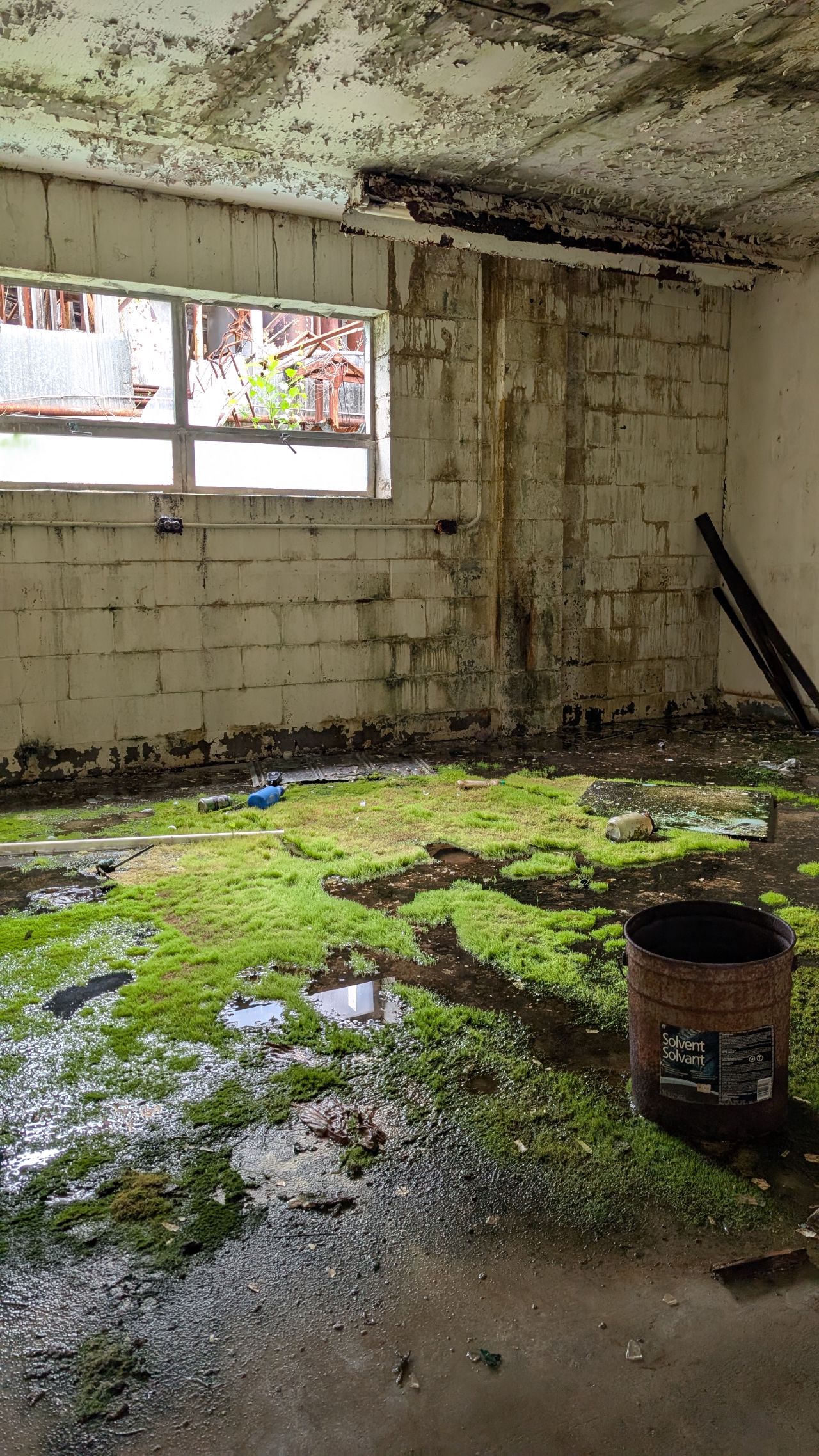 Moss growing over the floor of an abandoned room with water damage in Namu