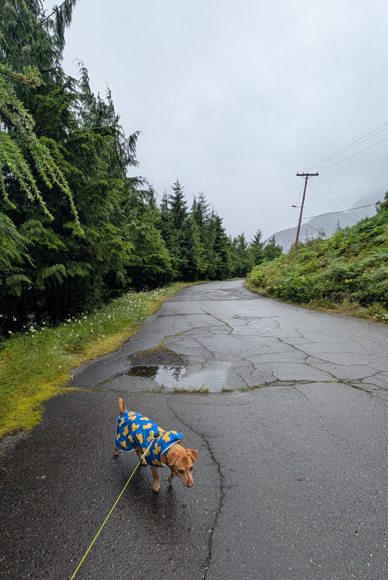 Maui wearing her blue raincoat walking on the quiet road through Ocean Falls