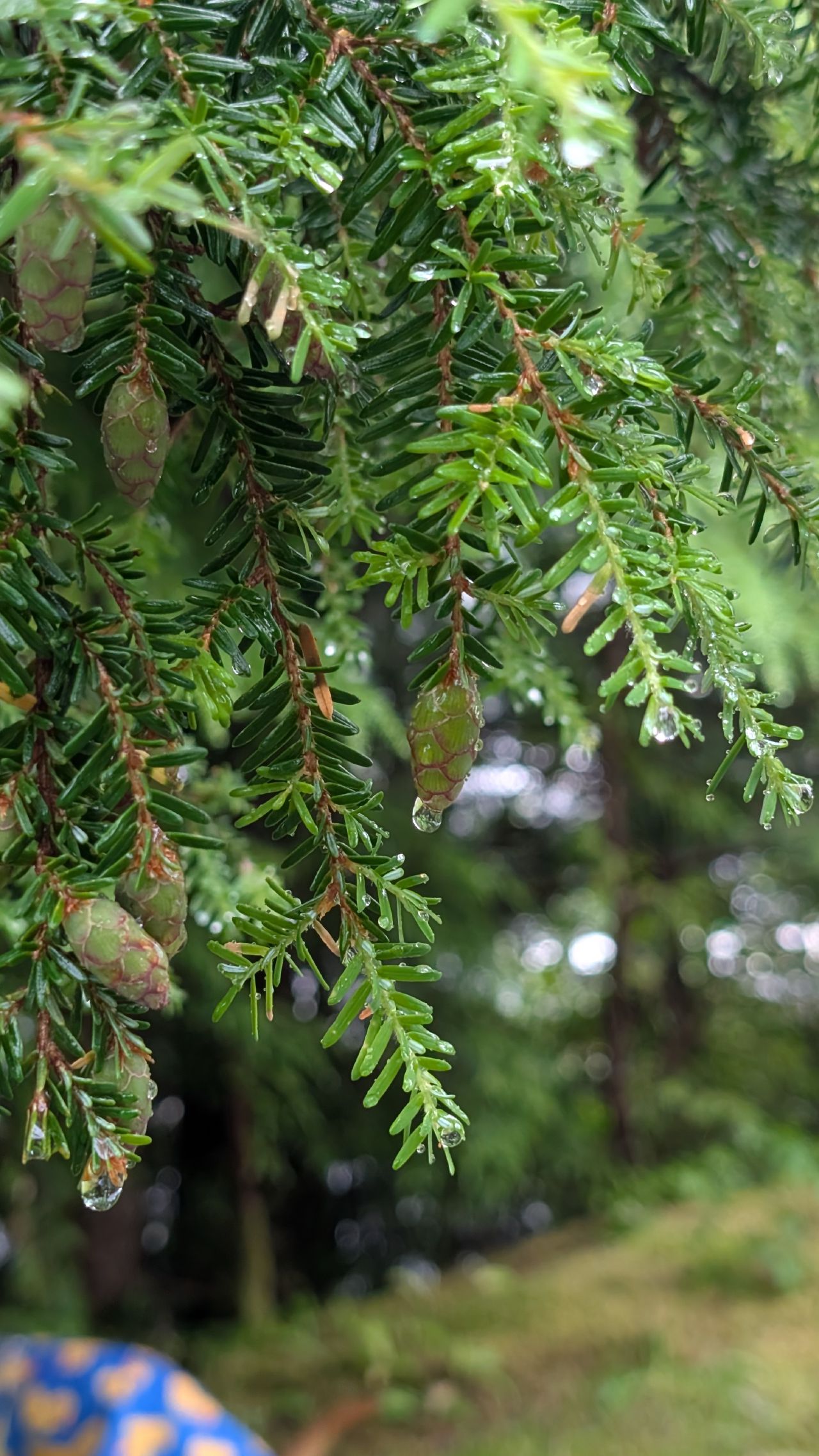 Close-up of rain droplets on hemlock branches with small pinecones in Ocean Falls