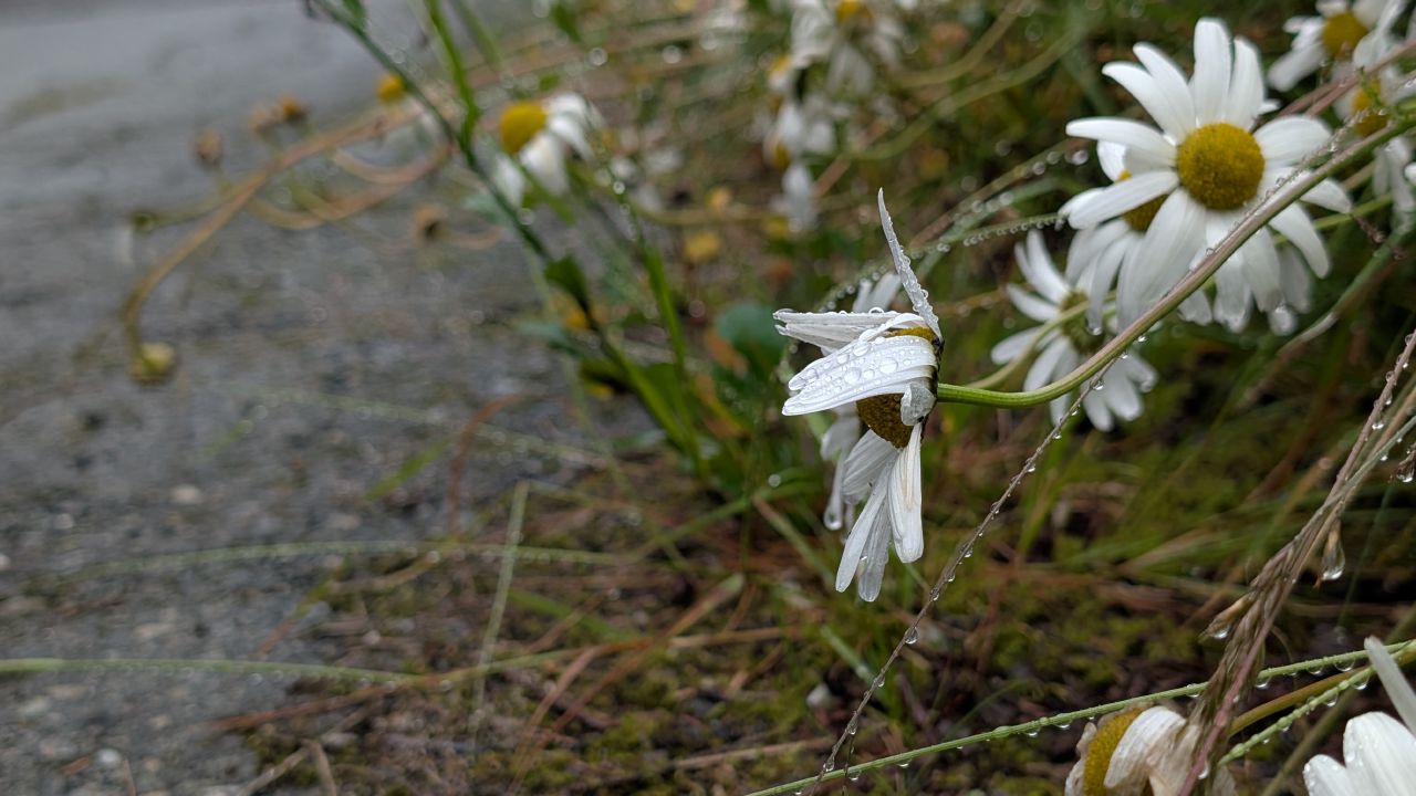 Rain-soaked daisies with water droplets along a roadside in Ocean Falls