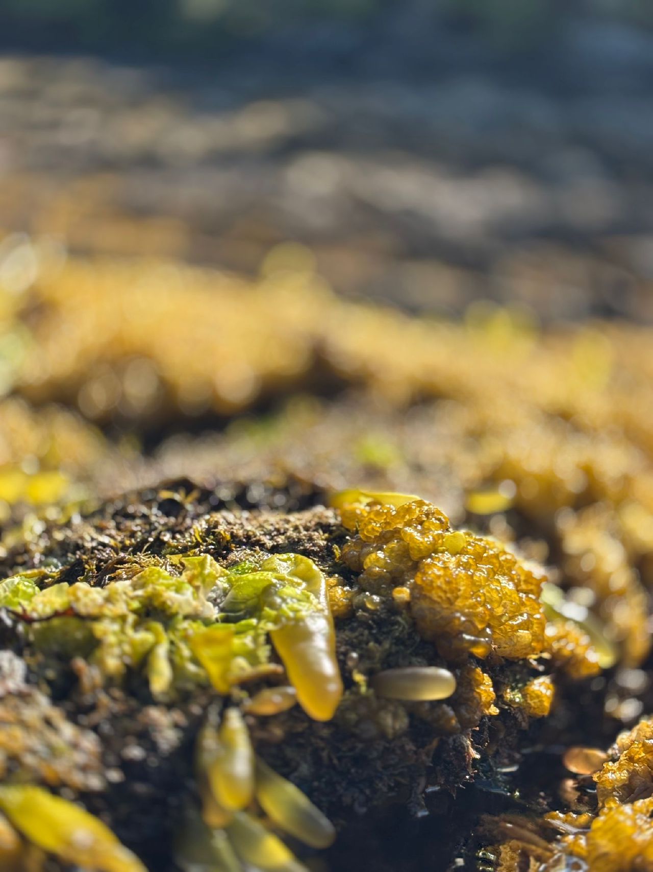Close-up of sea cauliflower, a brain-like organism, on the tidal rocks at Oliver Cove