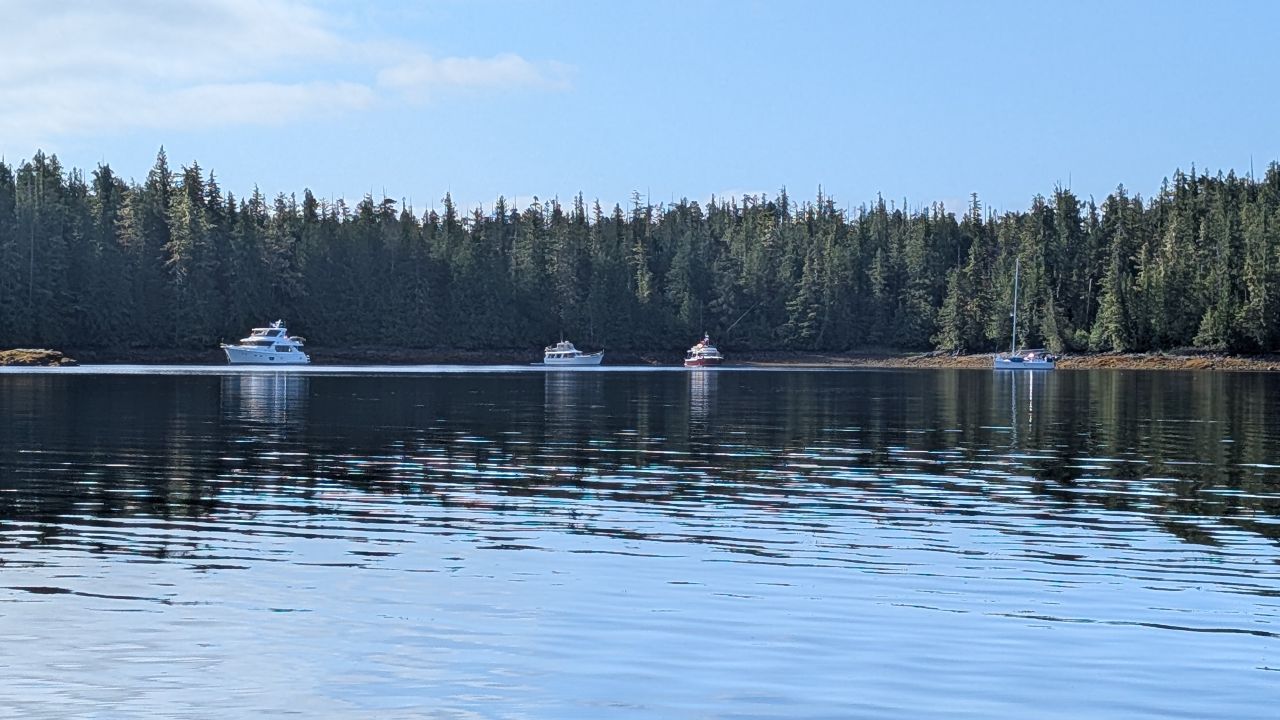 Flotilla boats anchored in the calm waters of Oliver Cove surrounded by evergreen forest