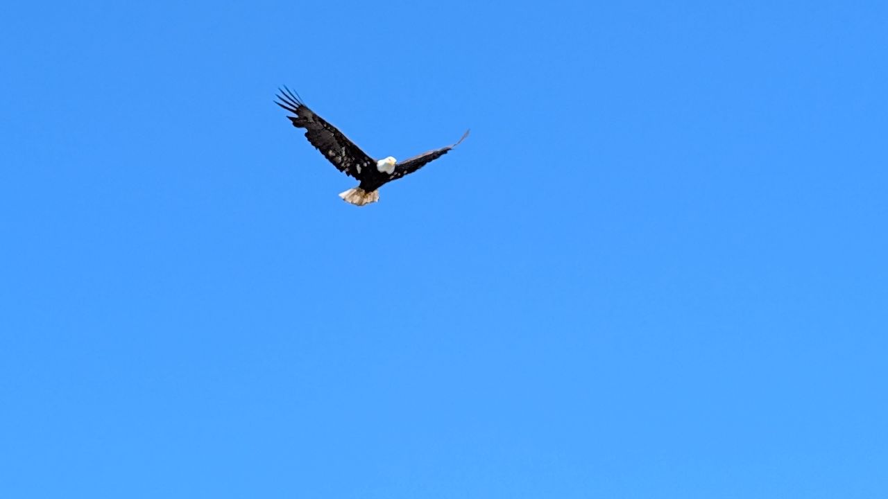 Bald eagle soaring with wings spread against a clear blue sky near Bella Bella