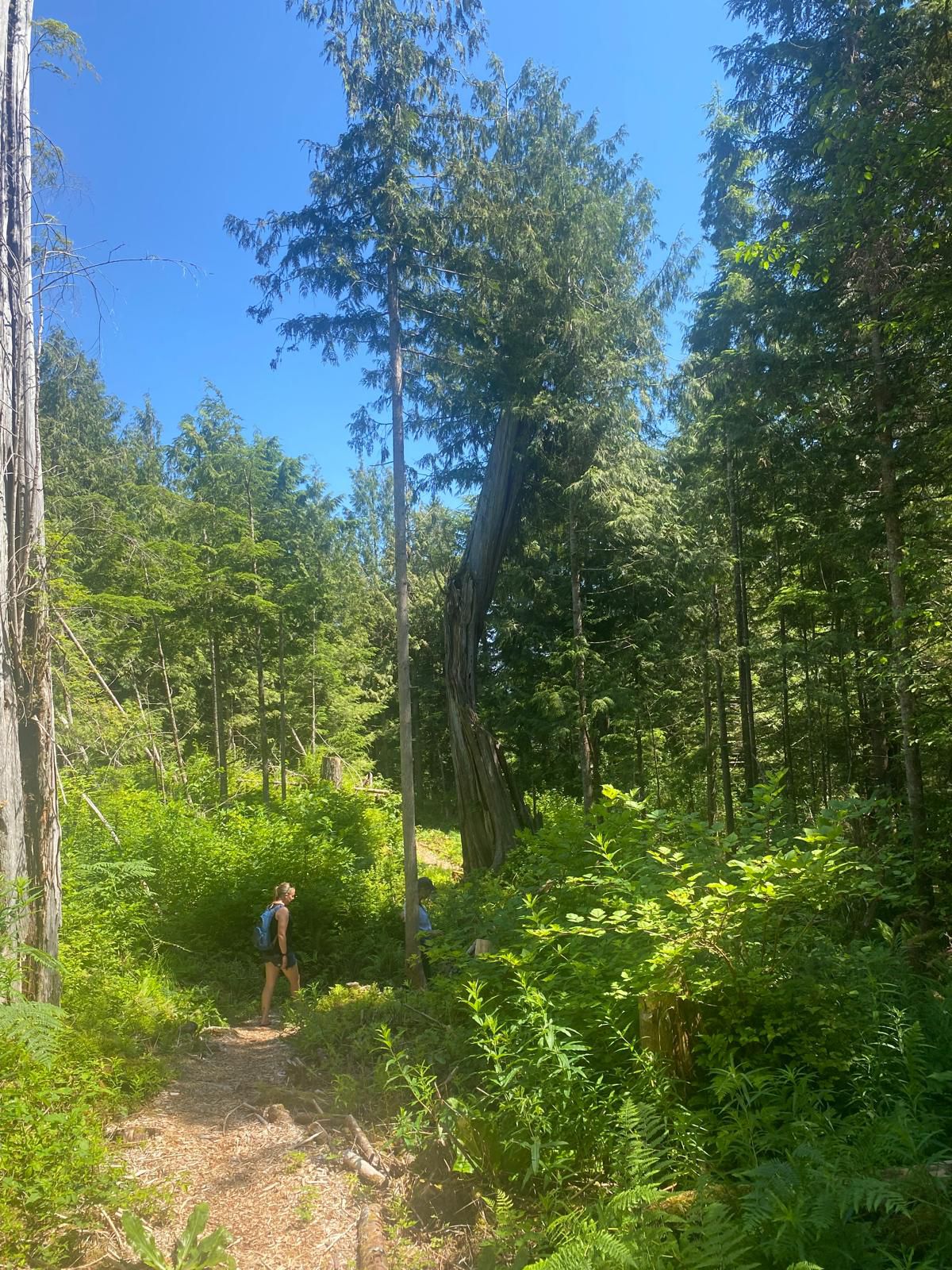 Person hiking a lush green forest trail on a sunny day near Bella Bella