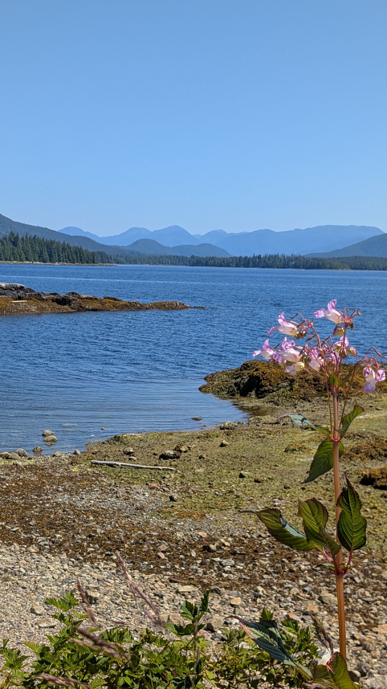 Pink wildflowers on the rocky shoreline with mountains and calm blue water in the background at Bella Bella