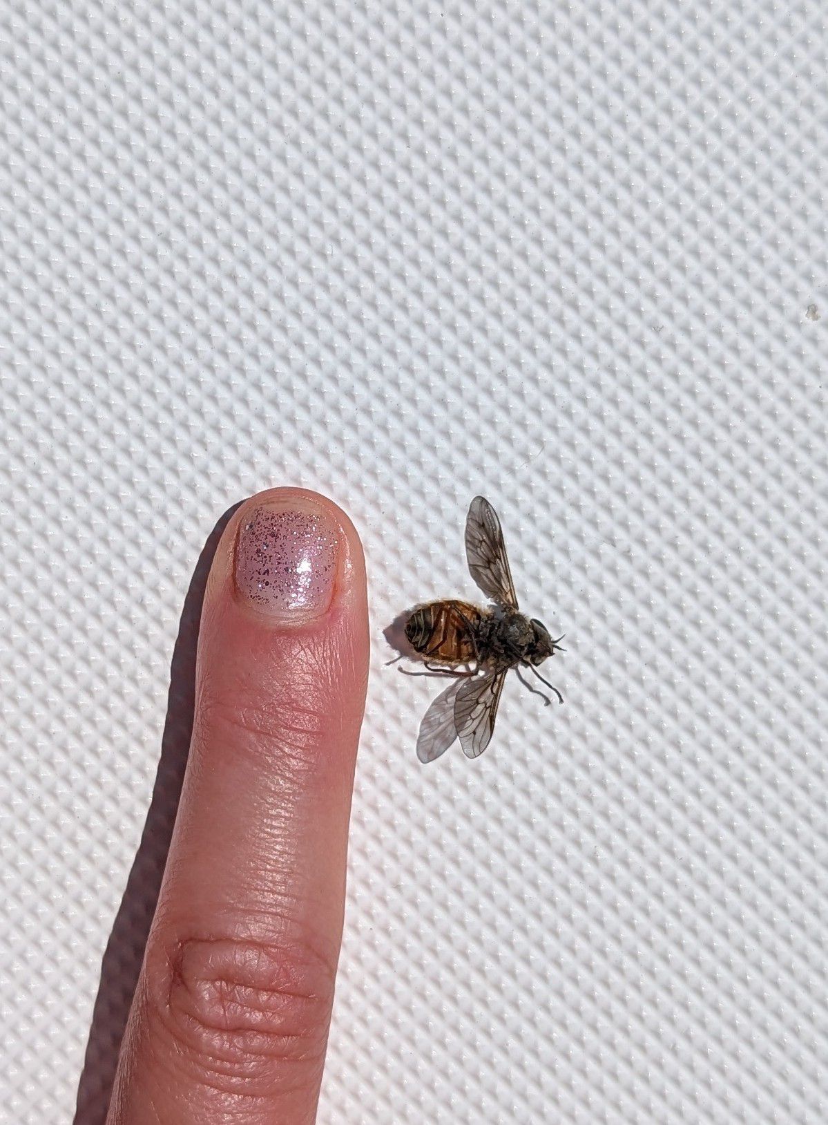 Massive fly next to a finger for scale, showing how large the insects are in this area