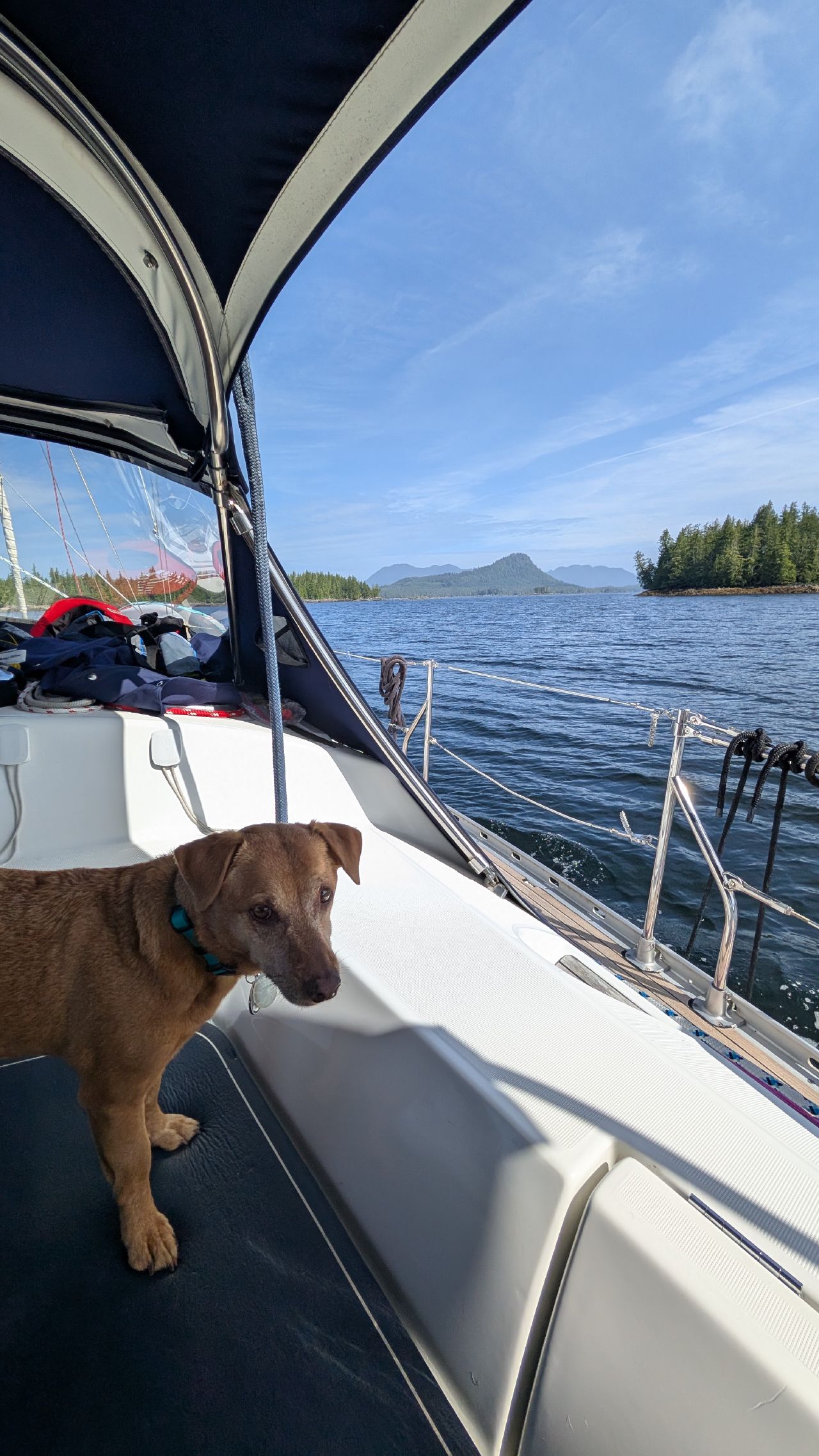 Maui the dog standing in the cockpit with forested mountains and blue sky in the background