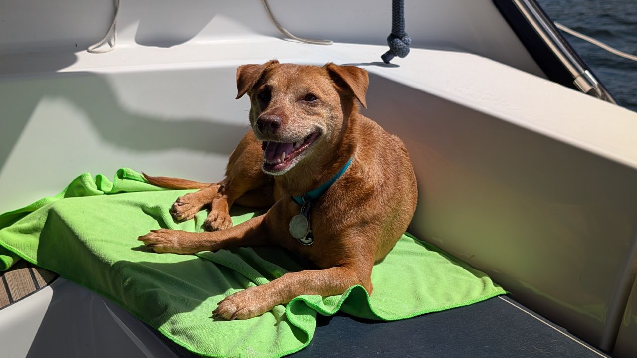 Maui happily sunbathing on a green towel on the deck of the sailboat