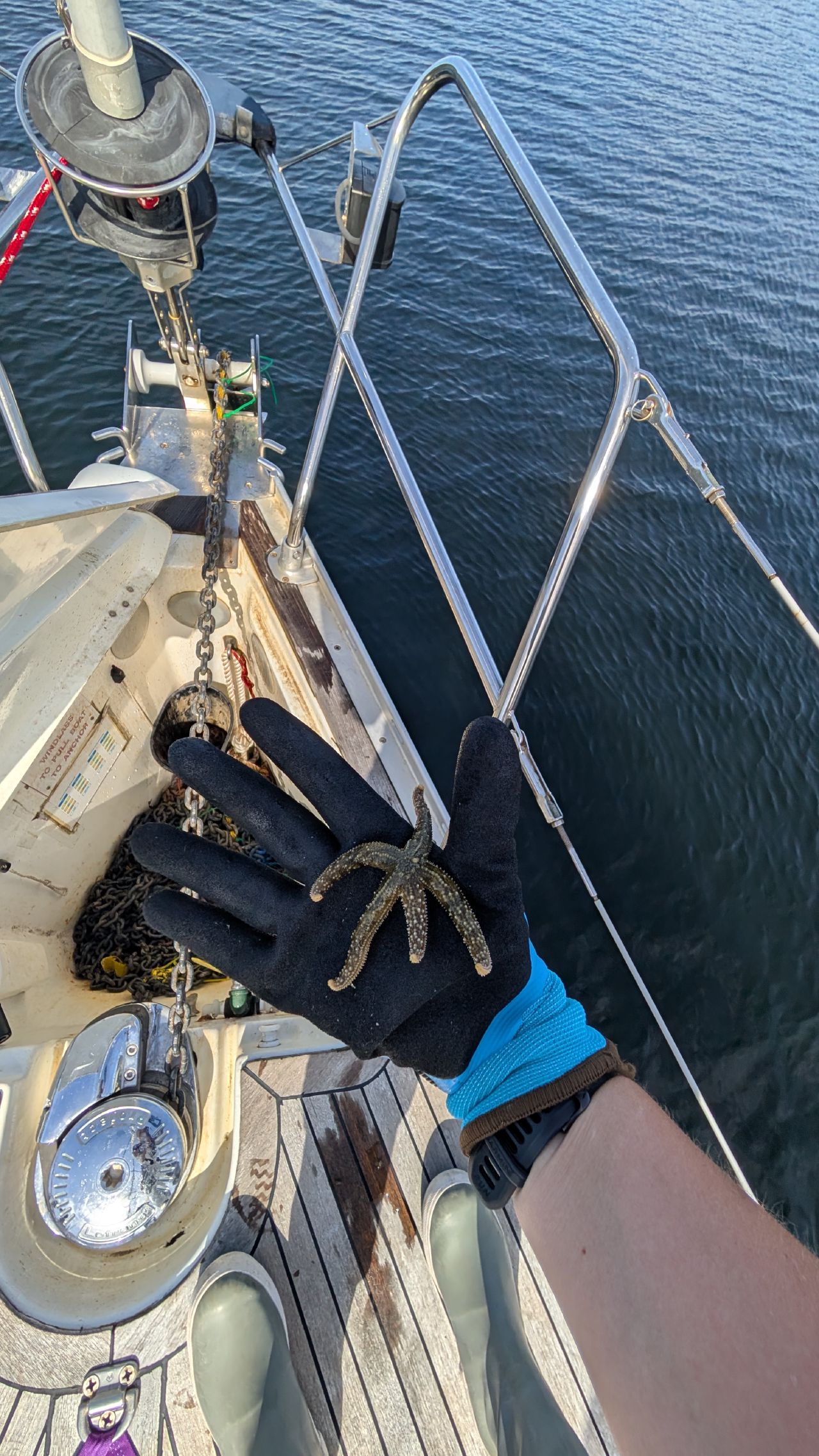 Small starfish held in a gloved hand on the bow of the sailboat next to the windlass