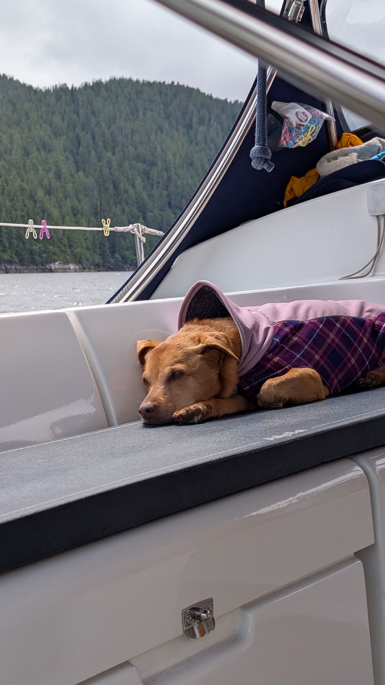 Maui the dog sleeping in a cozy plaid jacket in the cockpit with forested mountains behind