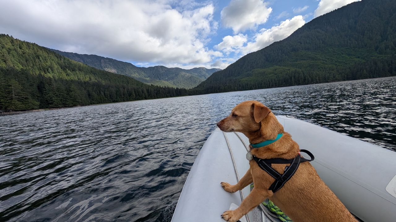 Maui the dog riding on the bow of the dinghy with forested mountains of Windy Bay behind