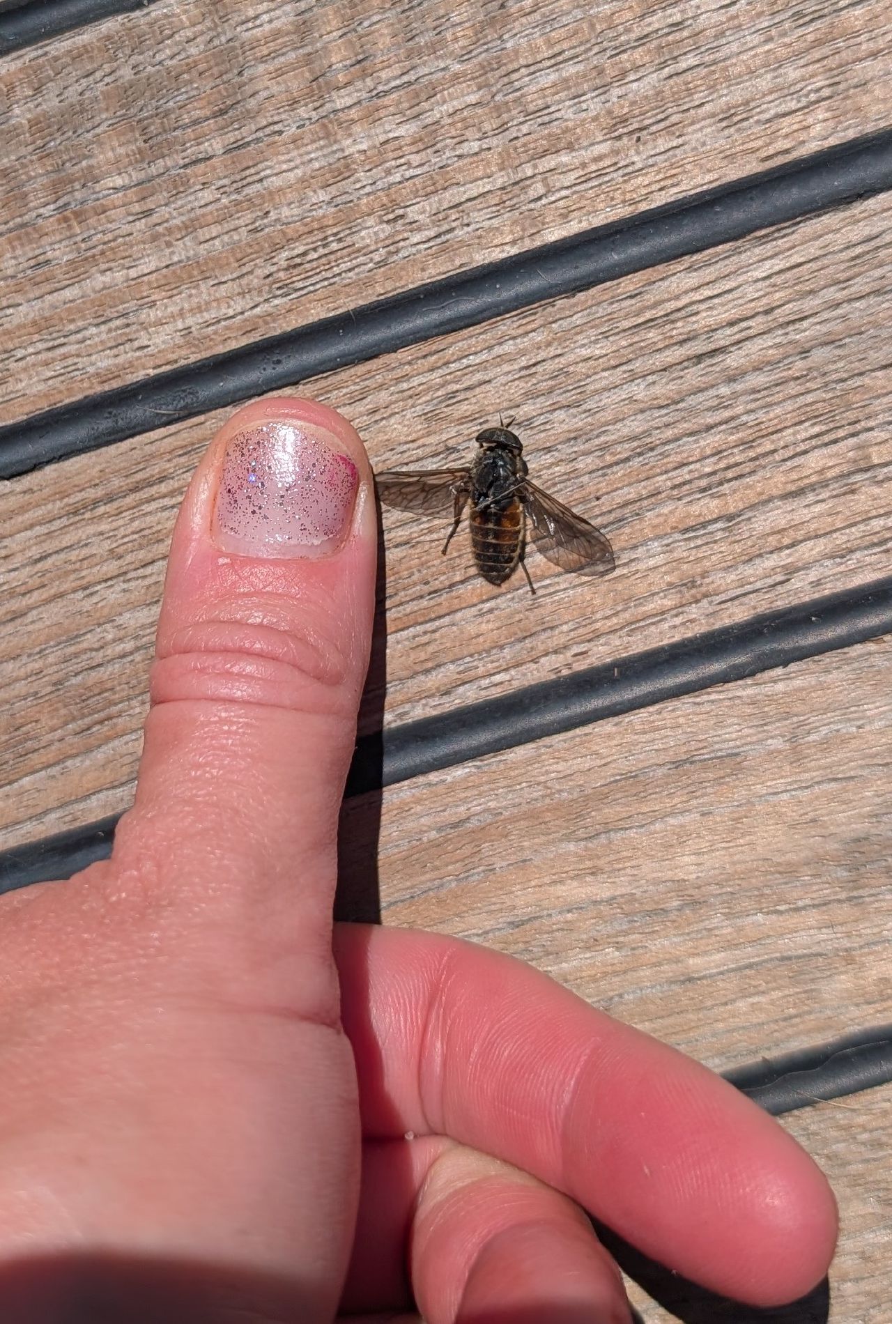 Large deer fly on the teak deck next to a finger for scale, showing how big these biting insects are