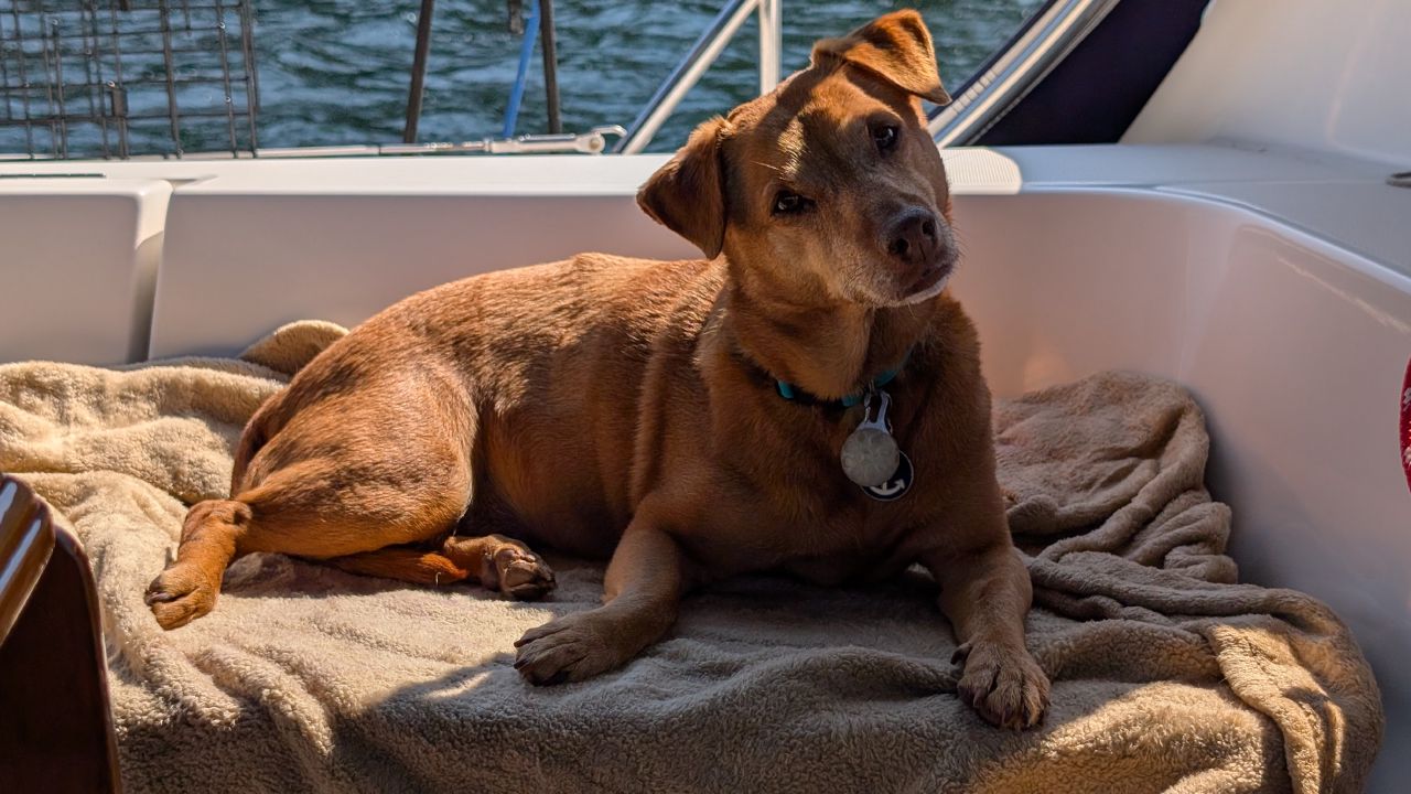Maui the dog relaxing on a blanket in the cockpit during the golden hour
