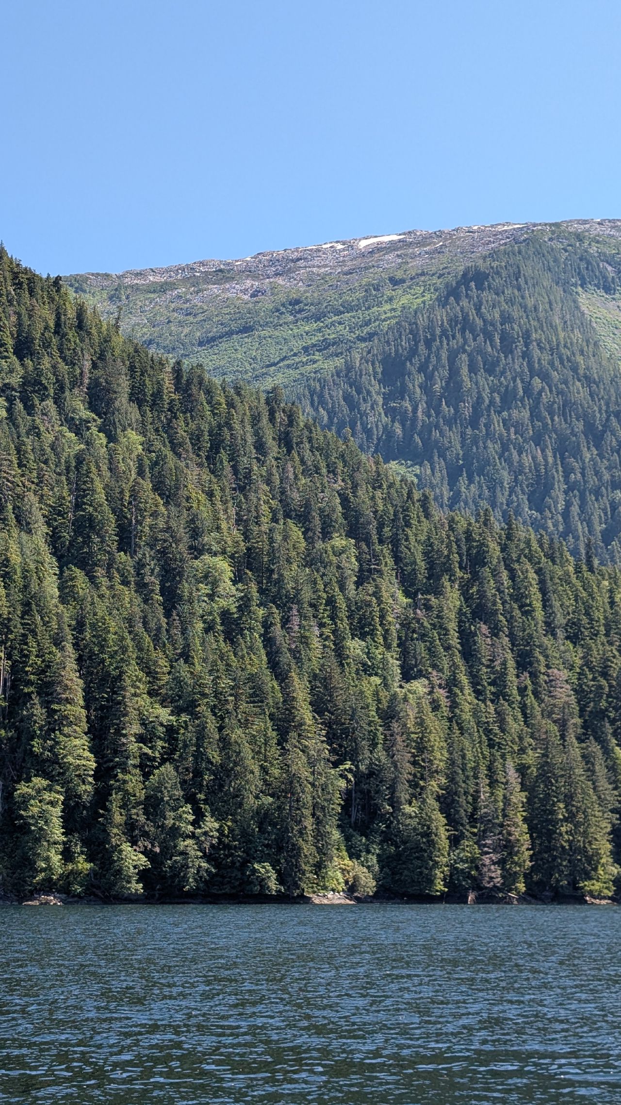 Dense evergreen forest climbing the mountainside along the passage to Kuhntz Inlet