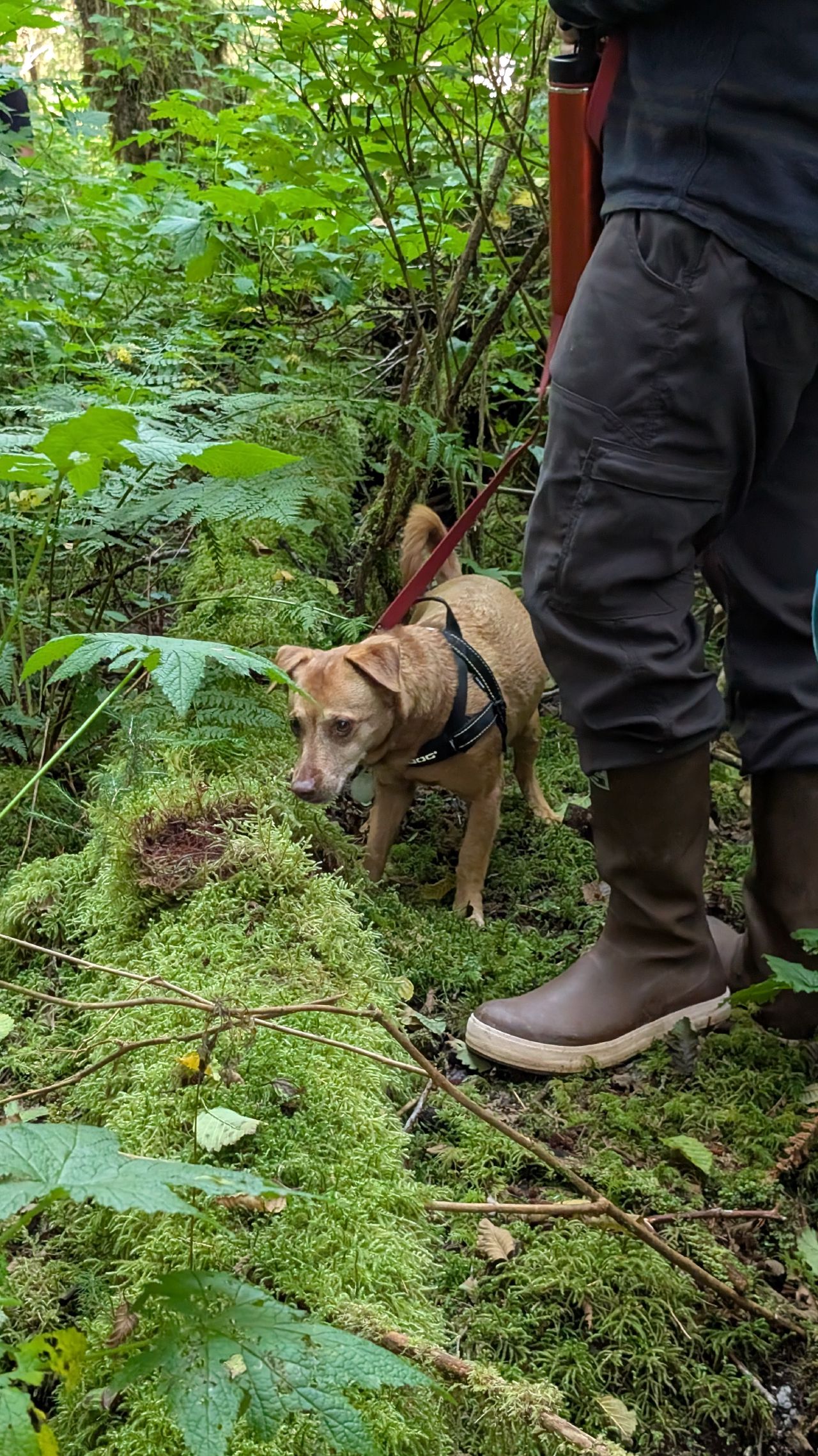 Maui the dog walking through the mossy forest floor during the bushwhack hike at Swanson Bay