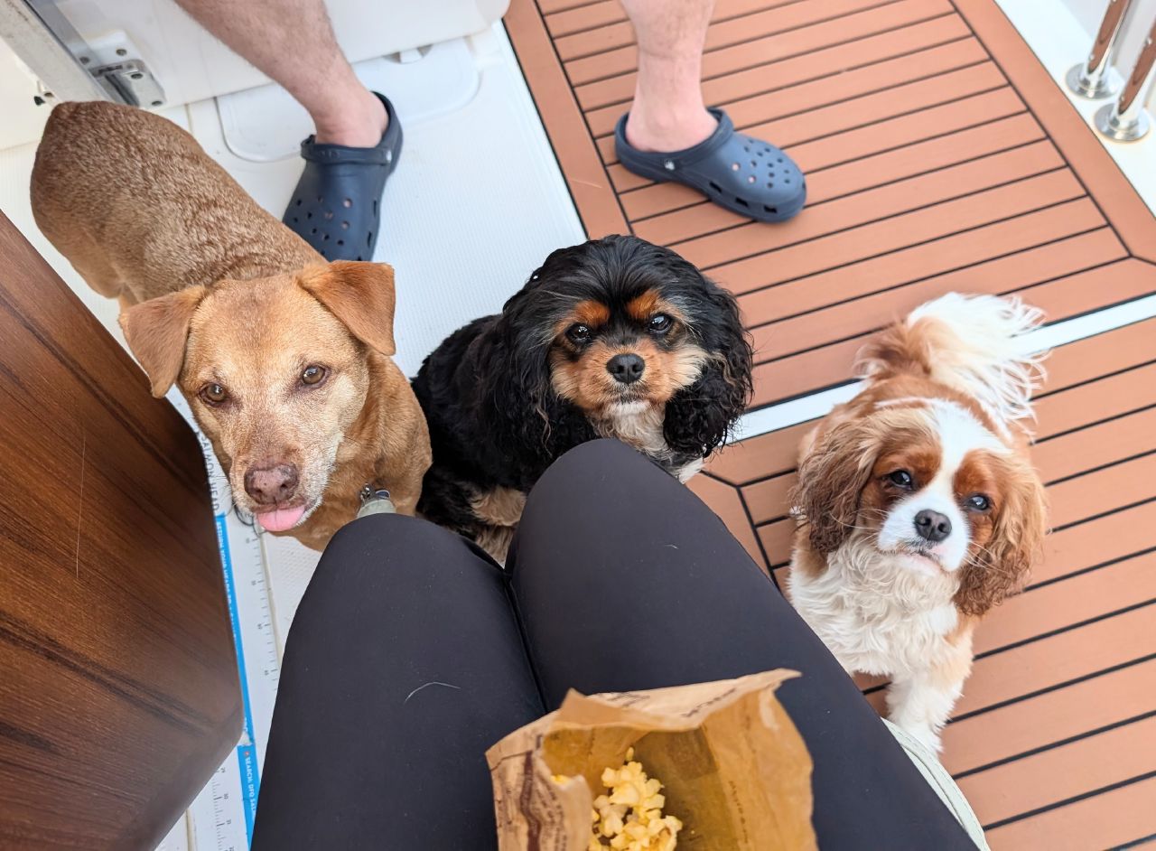 Three dogs looking up expectantly begging for popcorn on the boat deck at Butedale