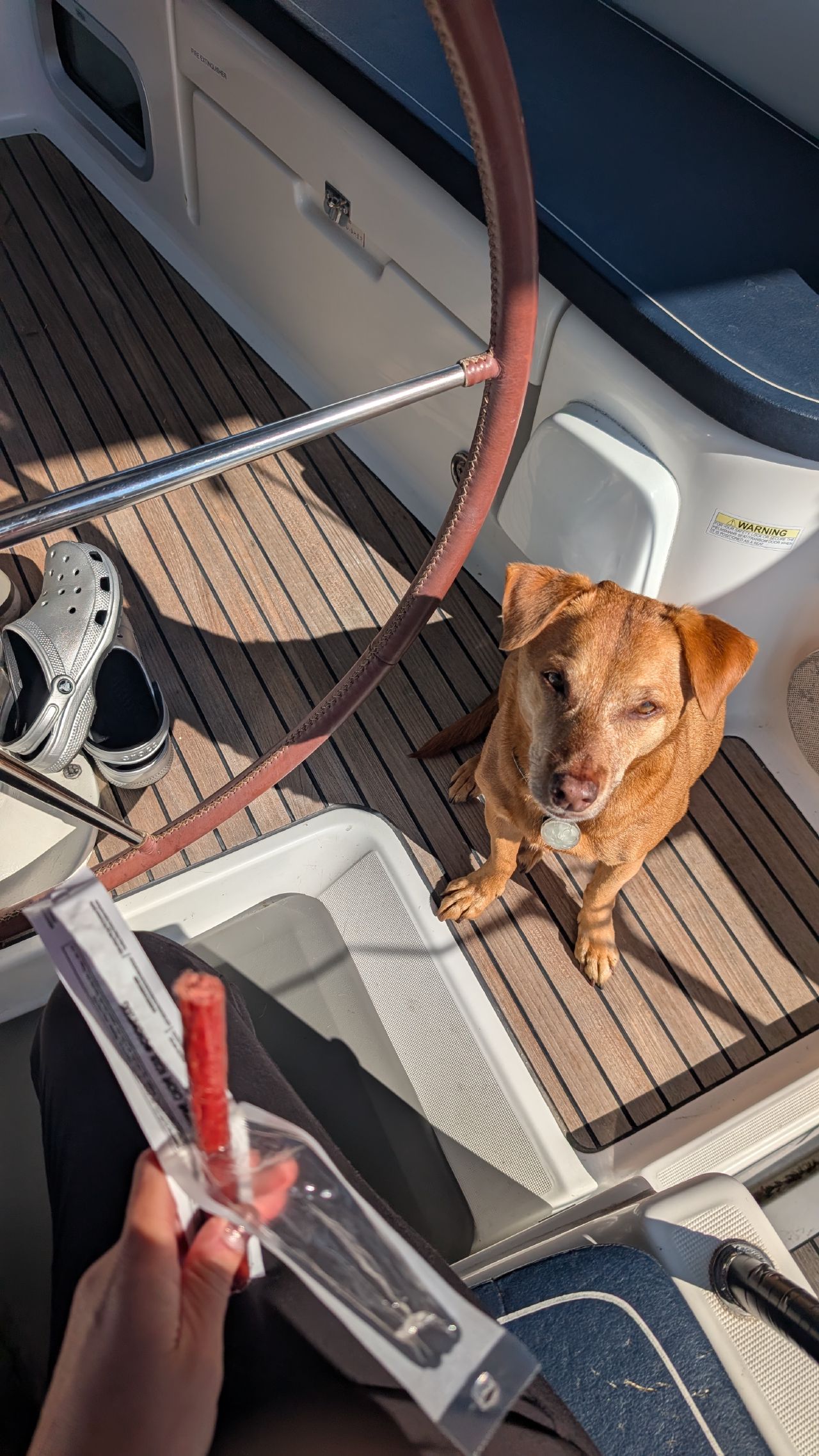Maui looking up expectantly while Rachel holds a snack in the cockpit