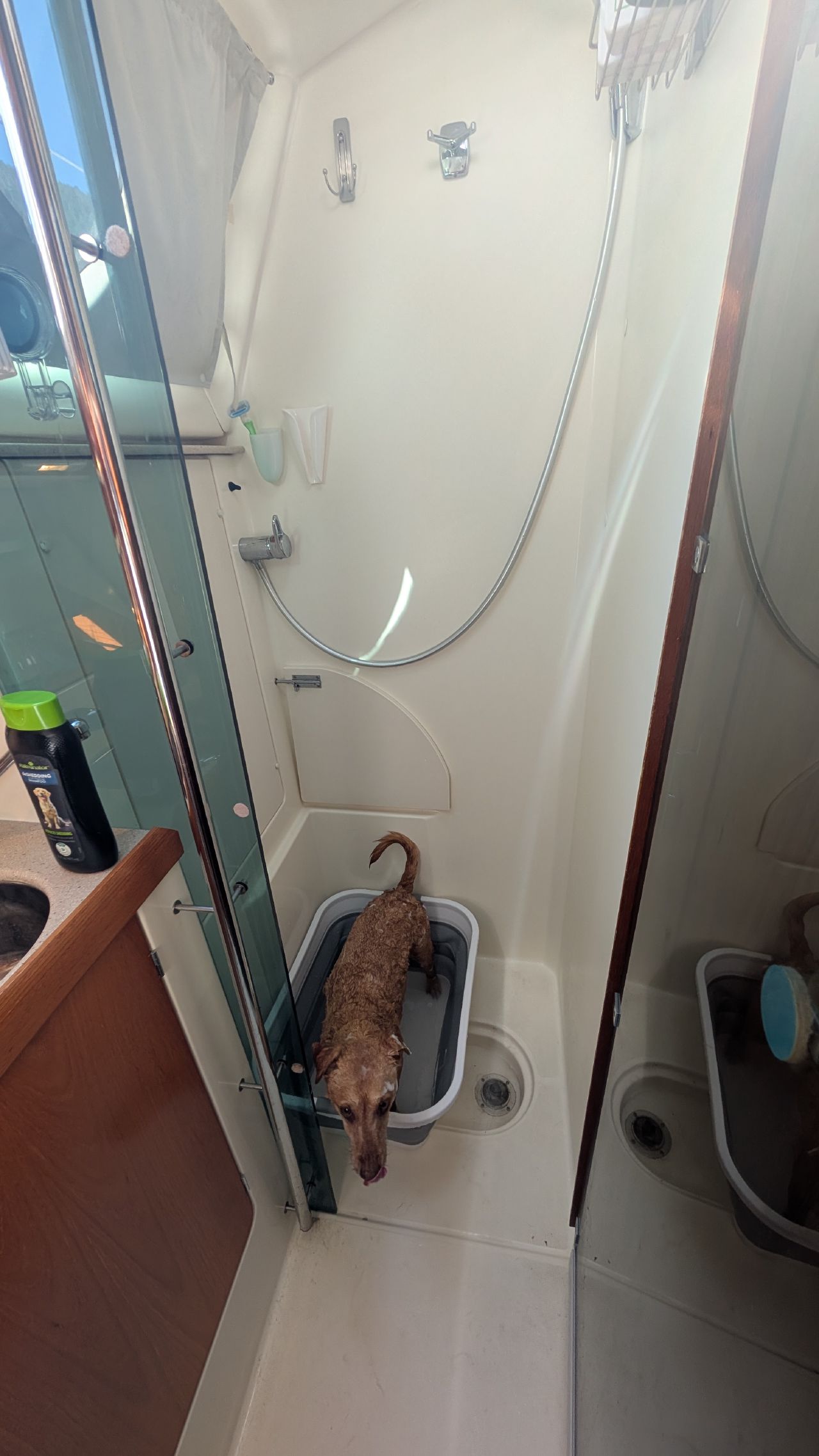 Maui standing in a collapsible tub getting a bath in the boat shower