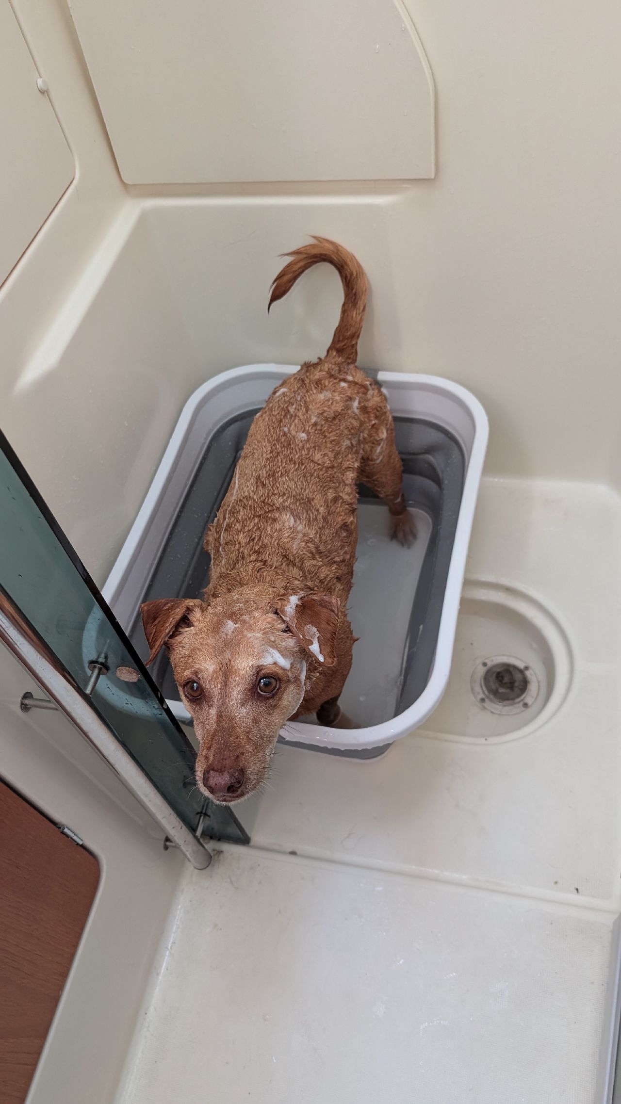 Wet and soapy Maui looking up from his bath tub below deck