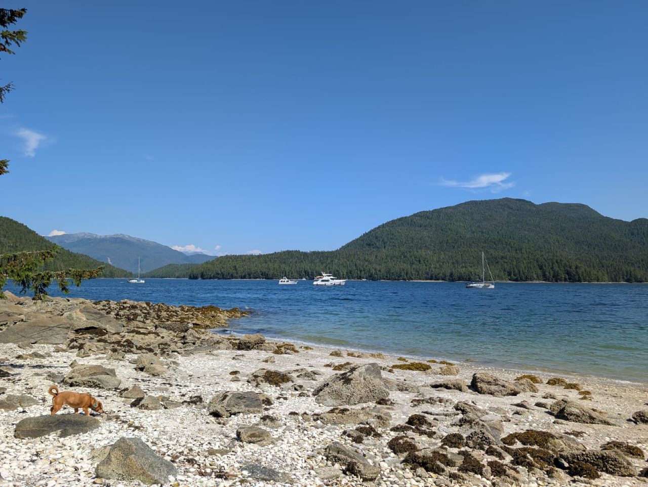 Maui exploring the rocky beach at Otter Shoal with boats anchored and mountains in the background