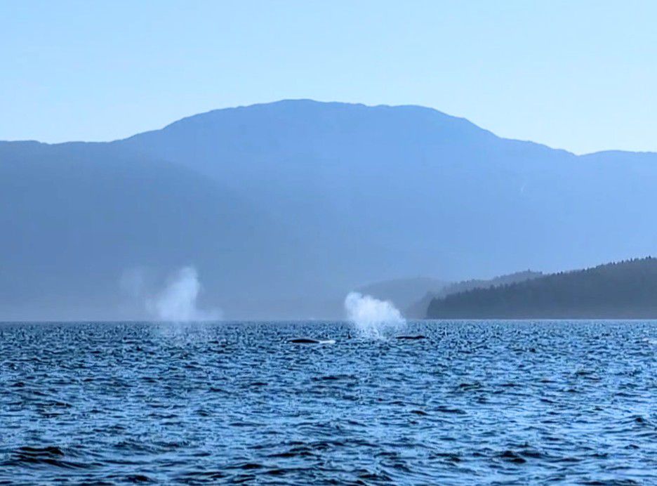 Two humpback whales spouting side by side with a mountain backdrop on the passage south