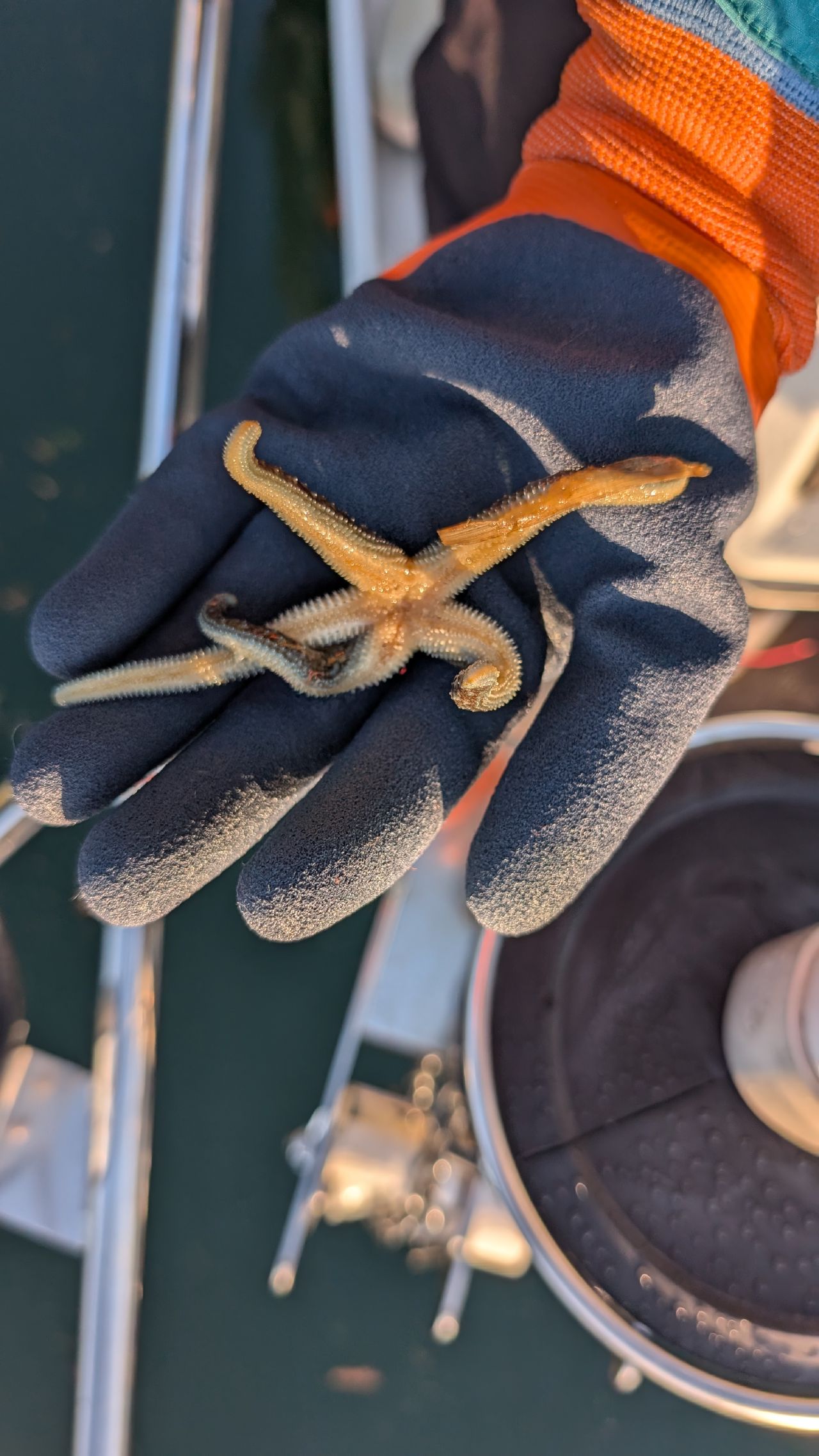 Small starfish found on the anchor chain held in a gloved hand