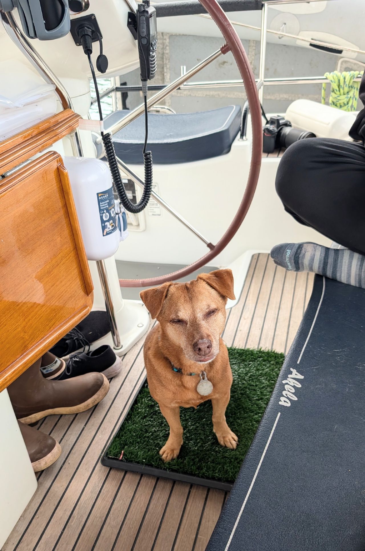 Maui sitting on his grass potty training pad in the cockpit near the helm