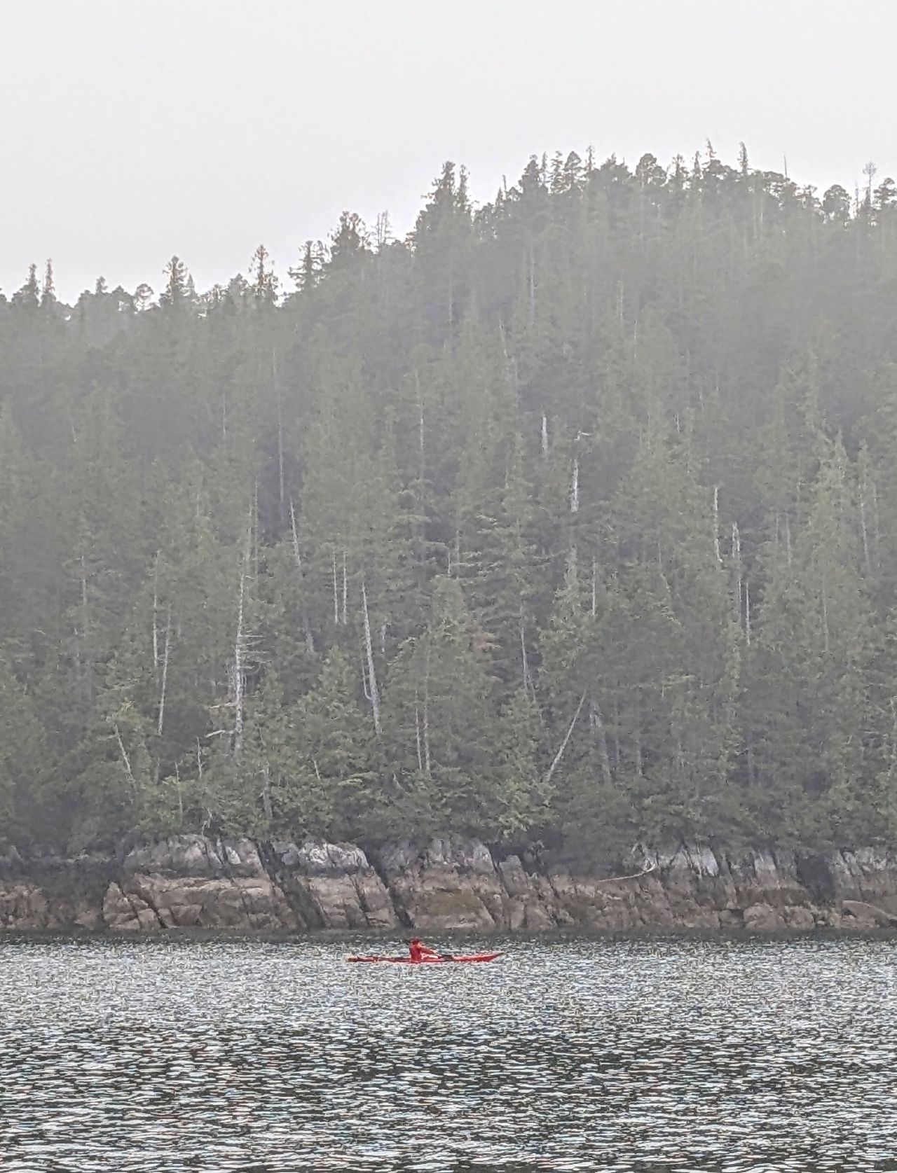 A solo kayaker in a red kayak paddling along a forested shoreline in the fog