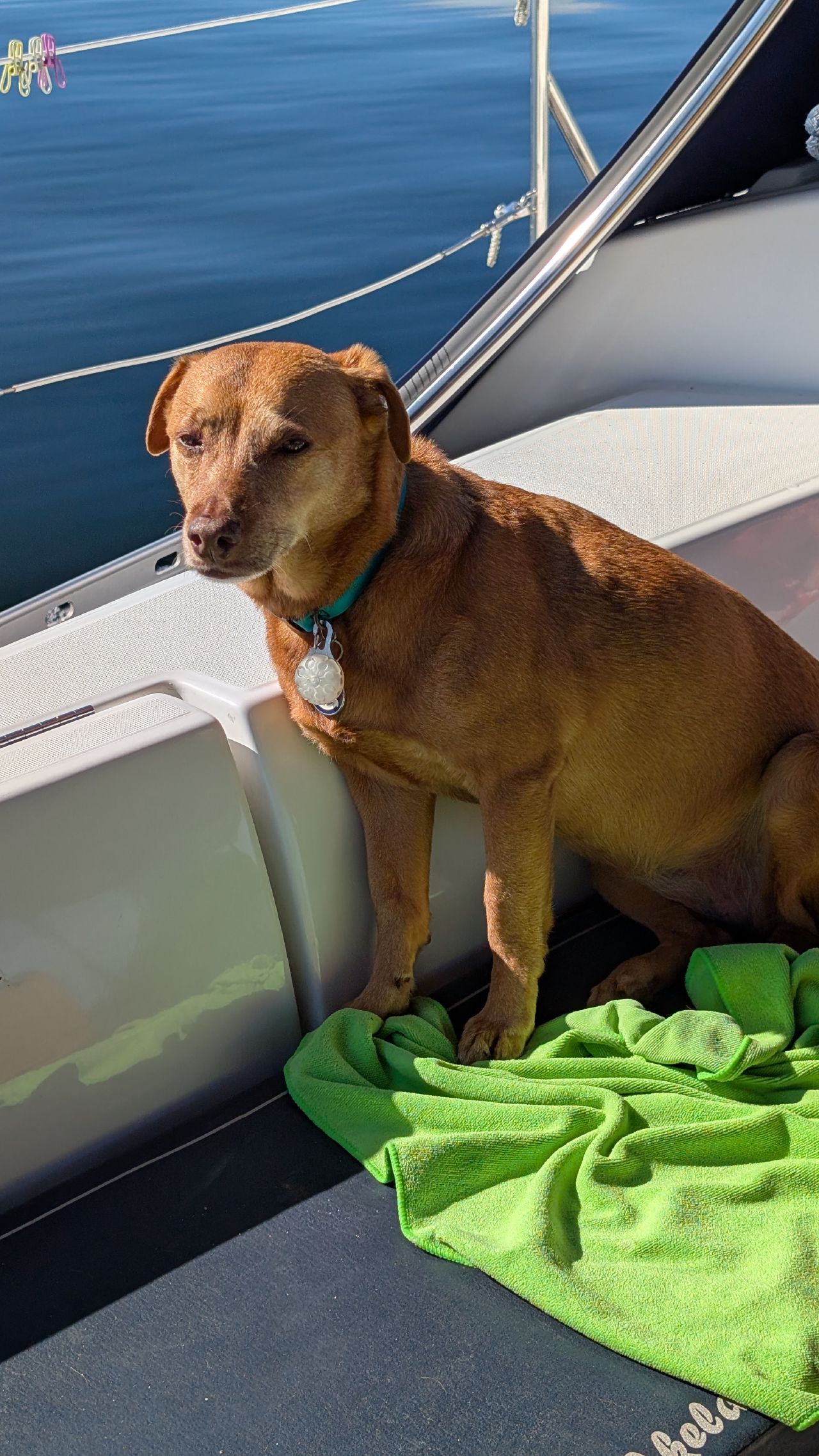 Maui sitting alertly in the cockpit on a green towel with calm blue water behind him