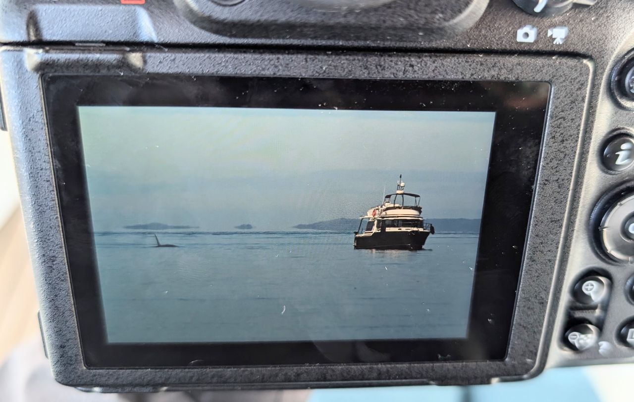 Camera LCD showing a whale fin surfacing near a buddy boat during the passage