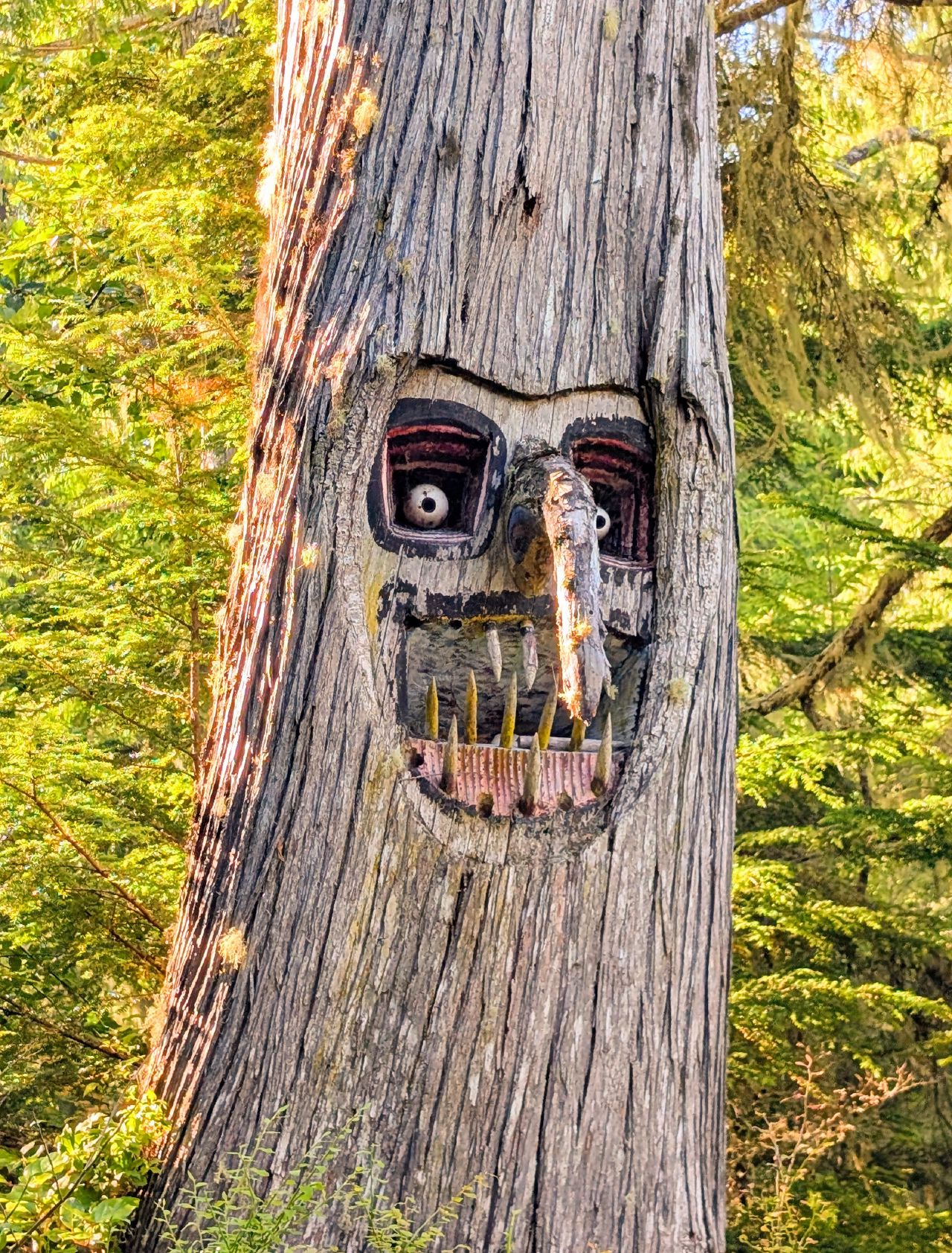 A whimsical face carved into a tree trunk along the hiking trail at Pruth Bay