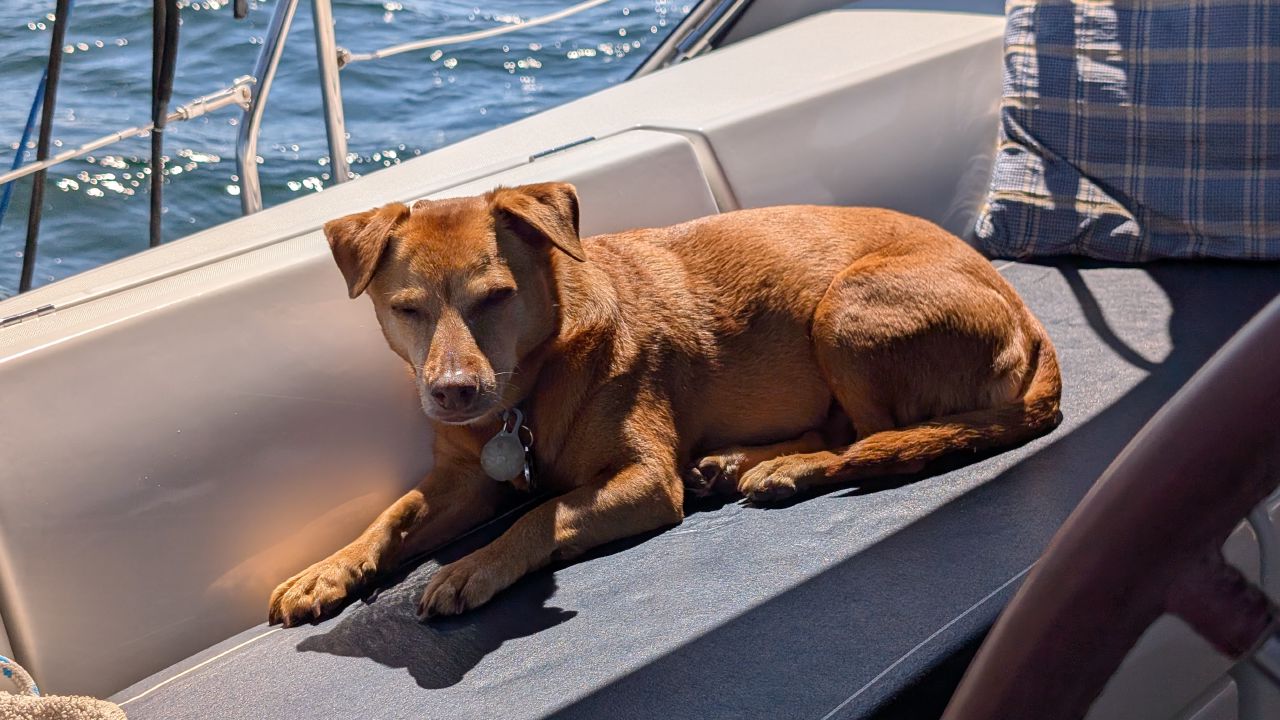 Maui the dog napping contentedly in the cockpit of SV Yahara with sparkling water in the background