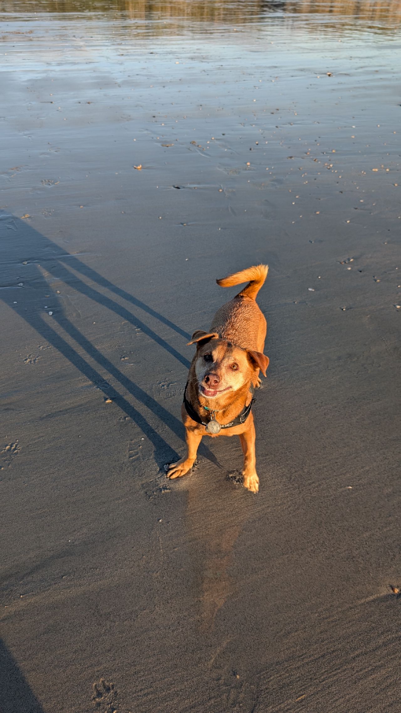 Maui looking up and smiling on the wet sand at Pruth Bay beach during golden hour